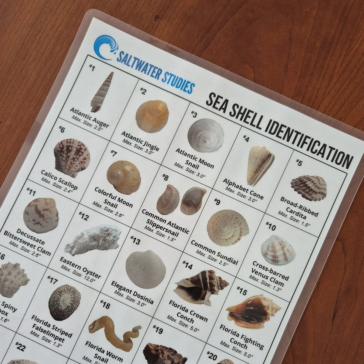 Sea Shell ID Key 2026 Front.jpg