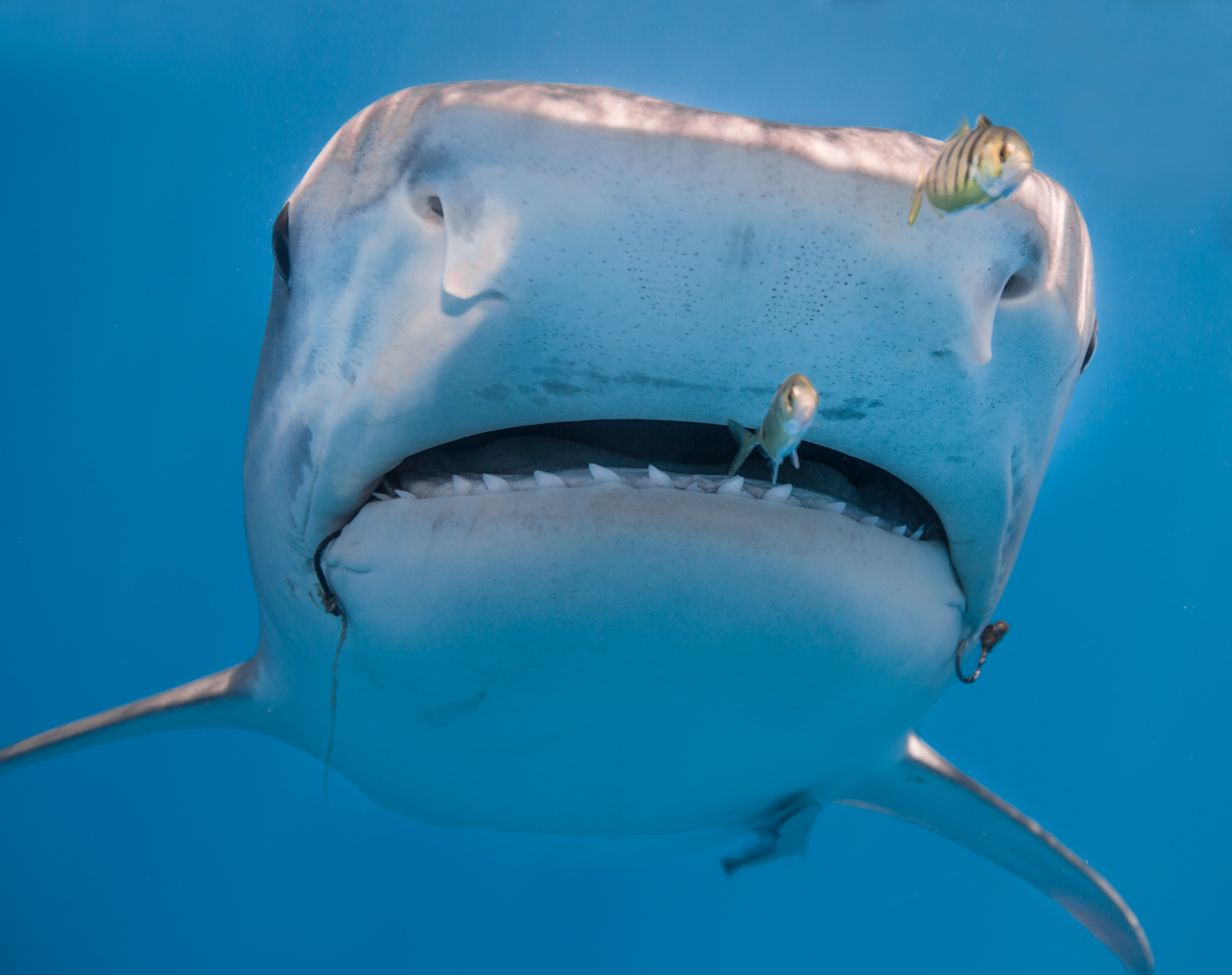 hook remover for sharks