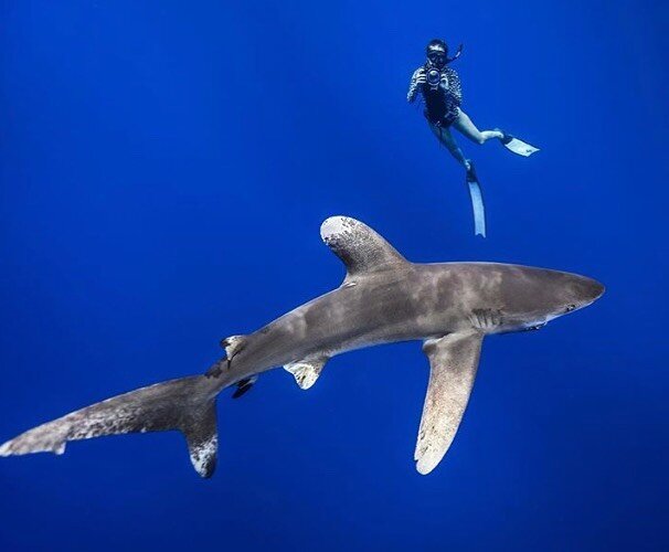 PARATA
Oceanic white tip

Once known for besieging shipwrecks and fishing boats, now the population decreases greatly because of commercial fishing and the shark fin trade. 
Pictures of peaceful coexistence between sharks and humans .
diver @kokocuvi