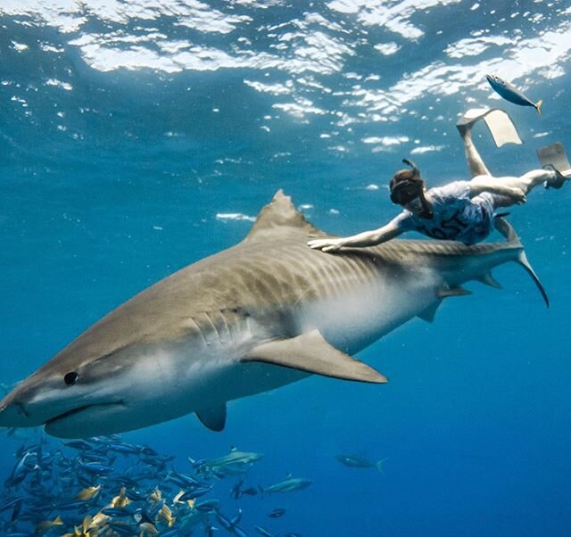 A gorgeous female tiger shark with the co-founder of maomanafoundation @kokocuvier who dedicated her life for sharks. .
.
.

#shark #protectsharks #savesharks #stopsharkfinning #saveocean