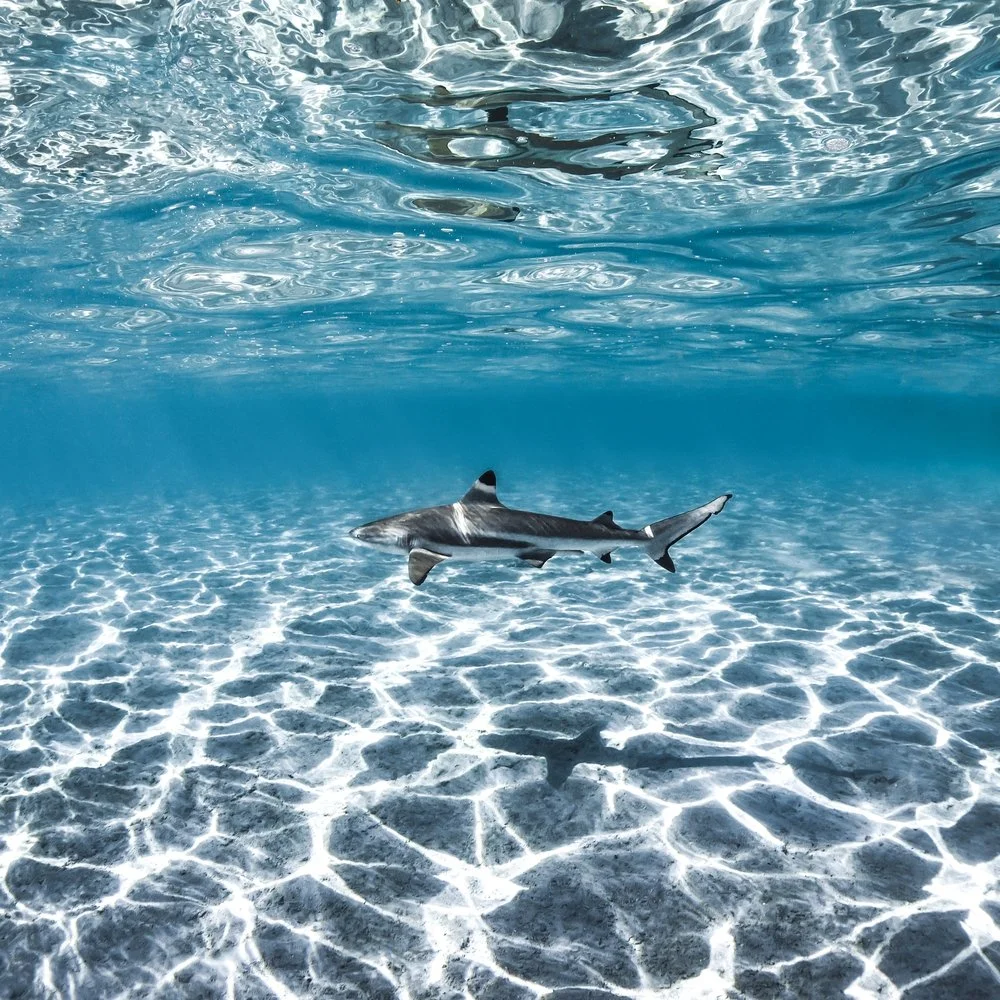 ADOPT A BLACKTIP REEF SHARK: LAGOON LEVEL