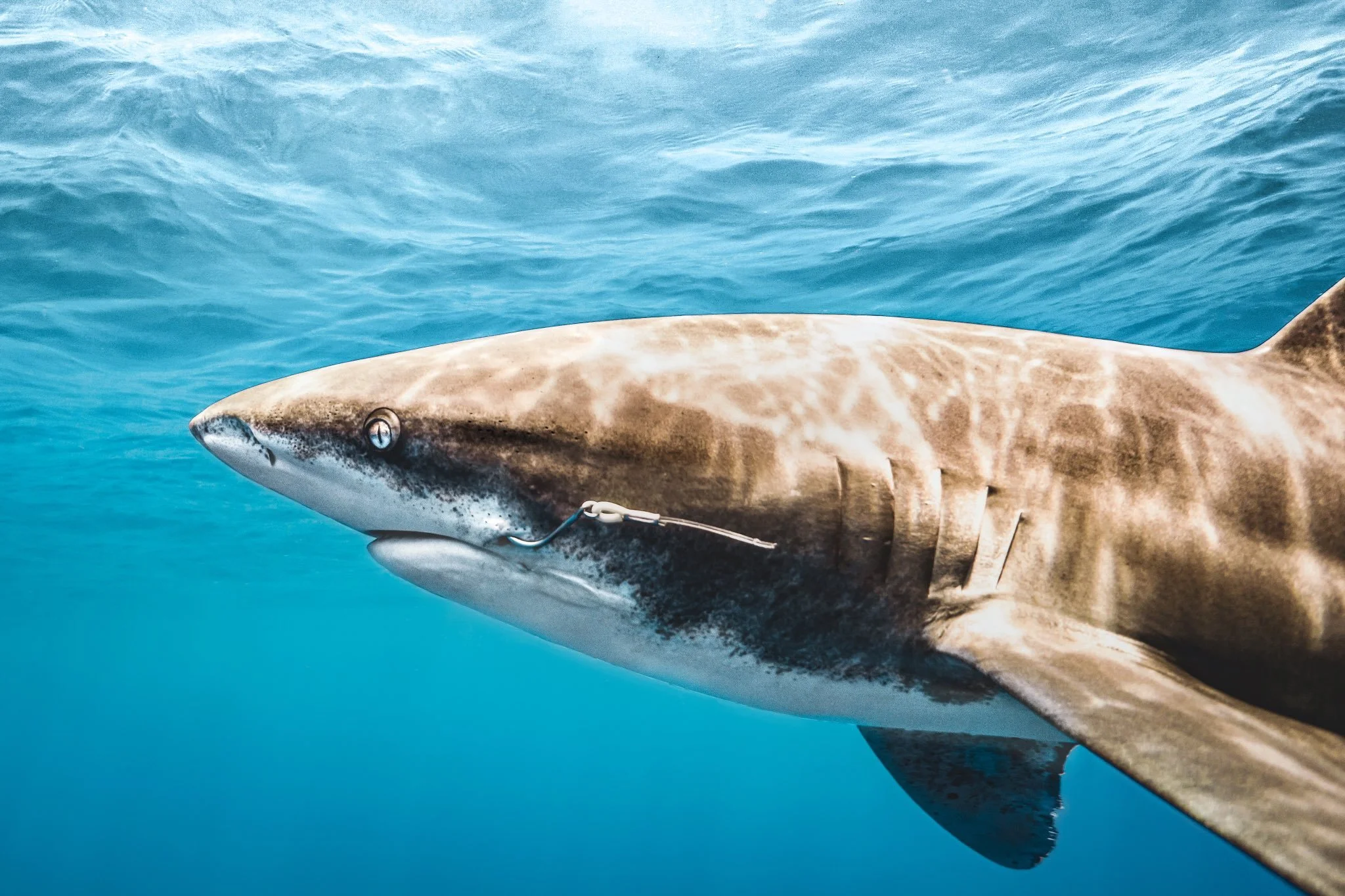 ADOPT AN OCEANIC WHITETIP SHARK: ARCHIPELAGO LEVEL