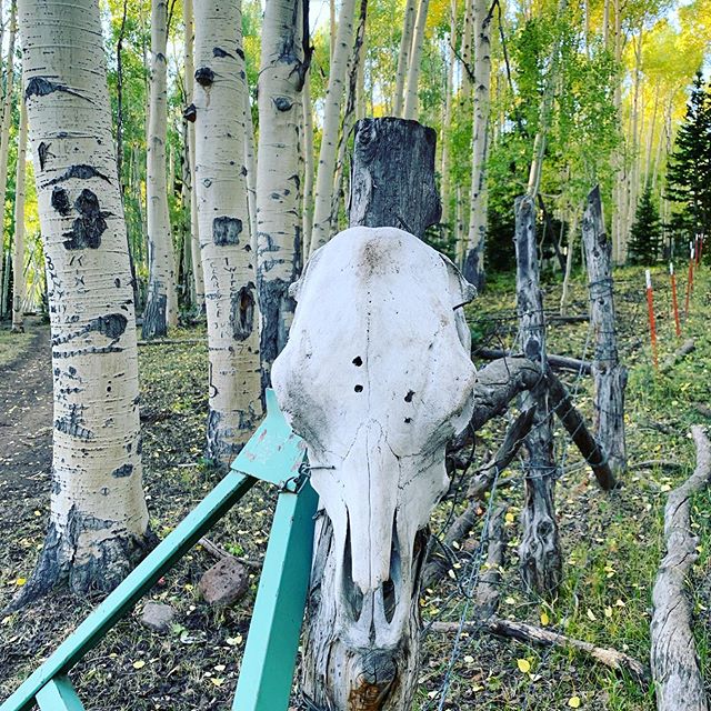 Cool stuff you find while out exploring the mountains. Couple of extra bullet holes? .
.
#skull #mountains #aspentrees #fall #offroad #outdoors #outside #mountains #explore #backcountrylife #getoutside #getoutdoorsmore #cowskull #cattleguard #boulder