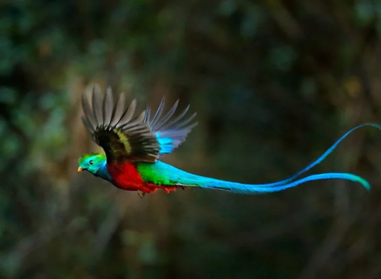 a colorful bird flying