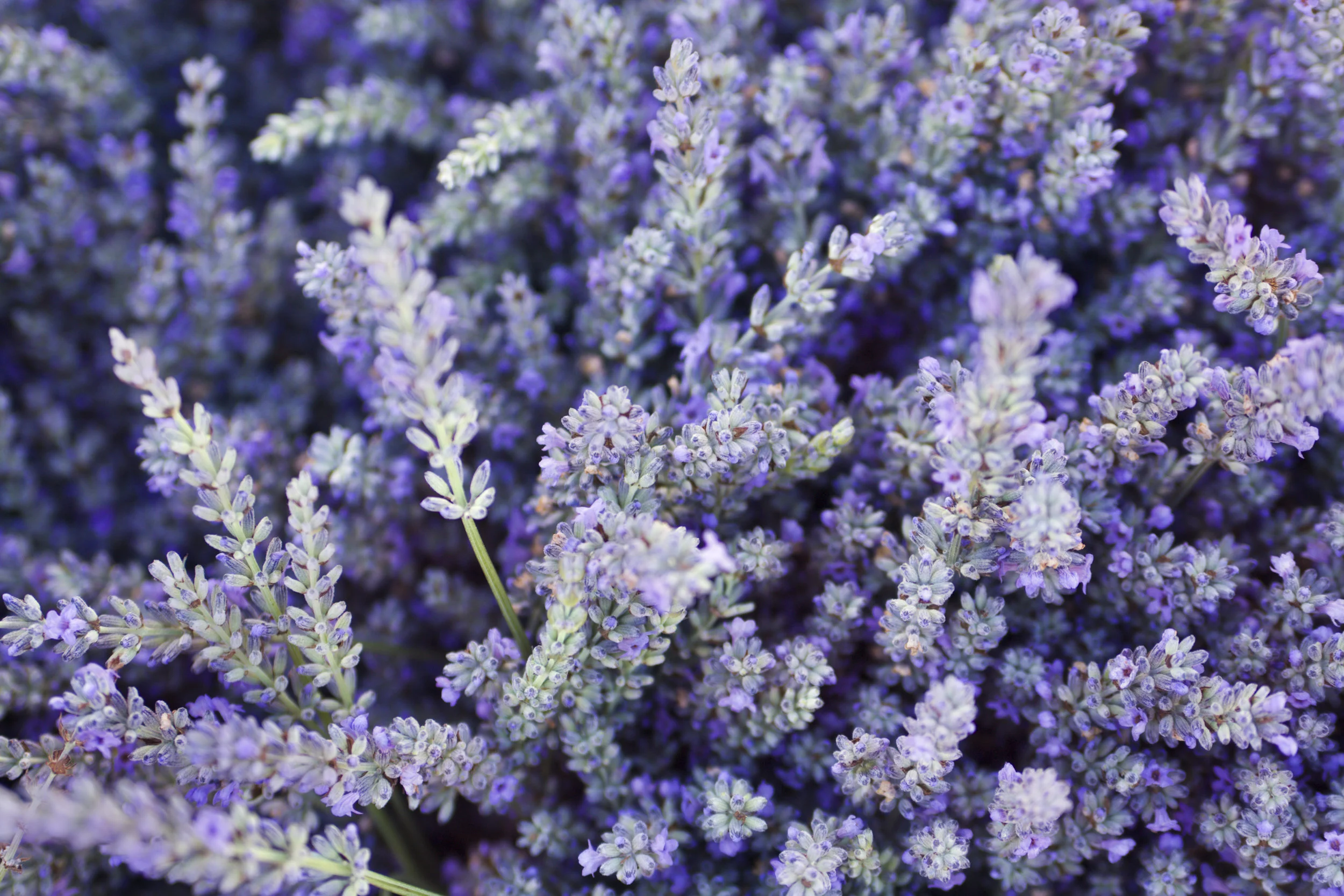 iStock-157339412.jpg