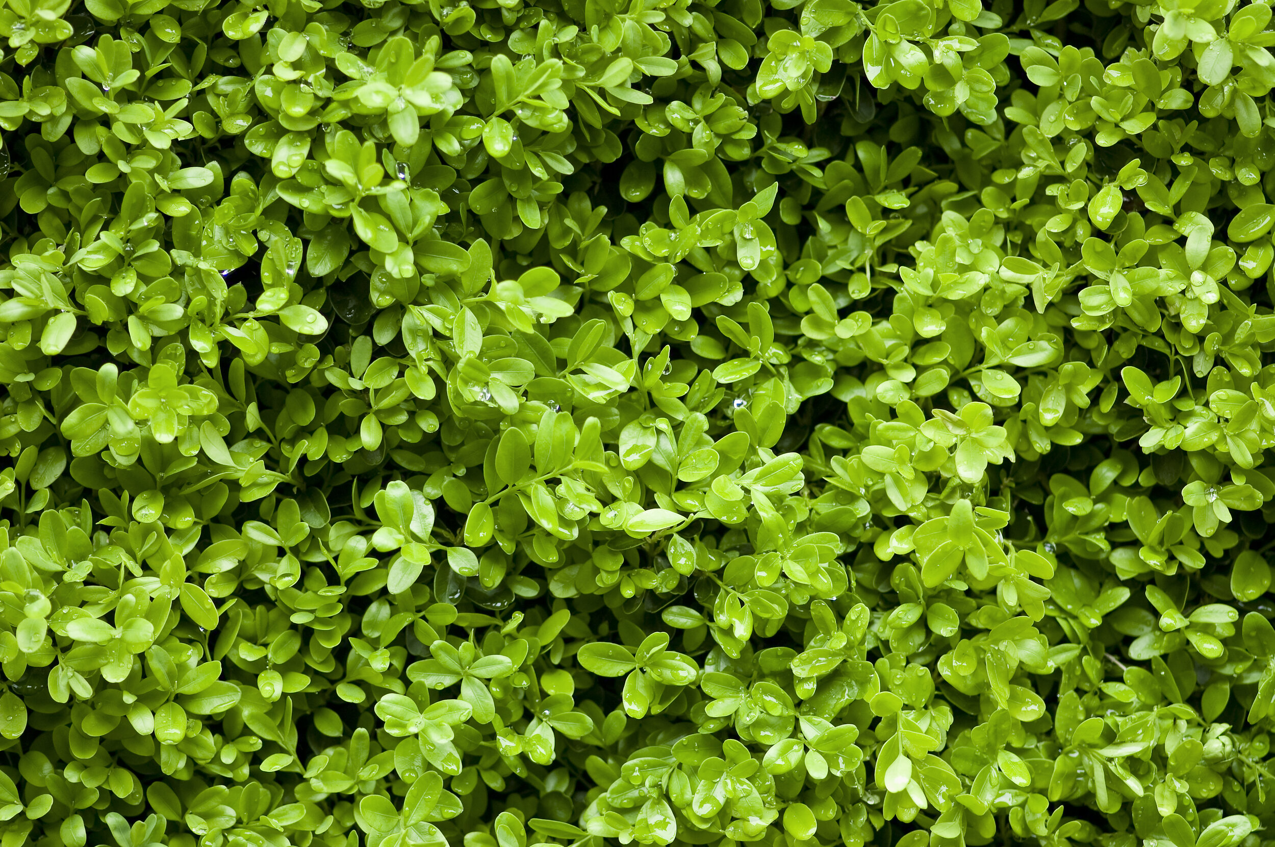 iStock-116956059.jpg