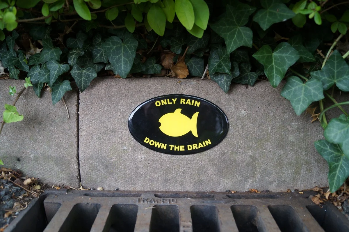 yellowfish2.jpg
