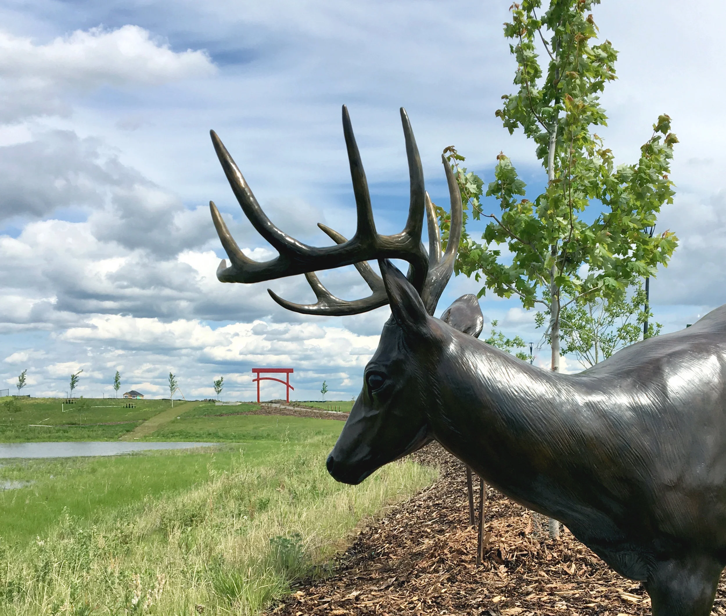 deer1.jpg