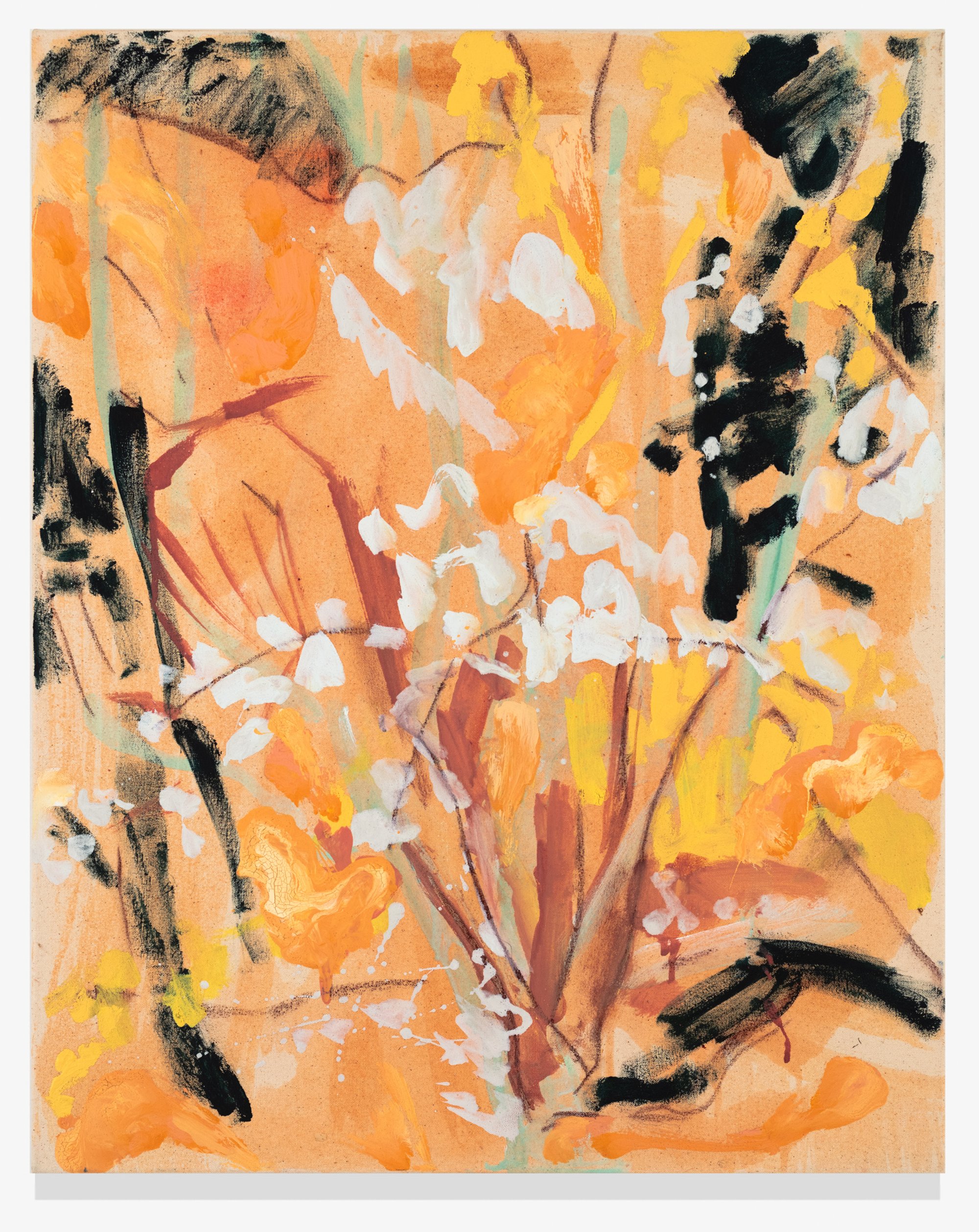    Apricot                                                                                                                       30 × 24”                                                                                                                a