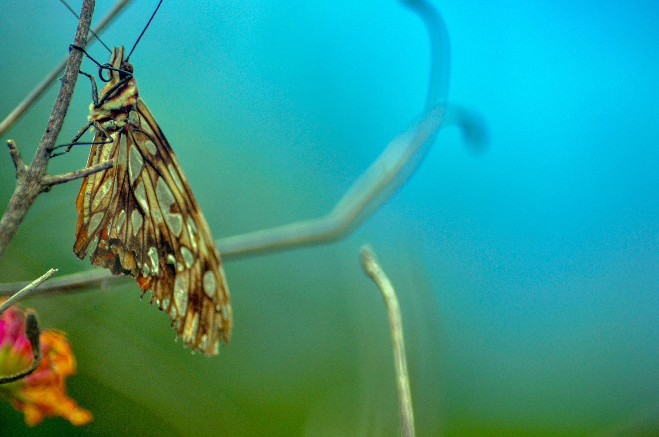monarch butterfly; Banos, Equador; 2017