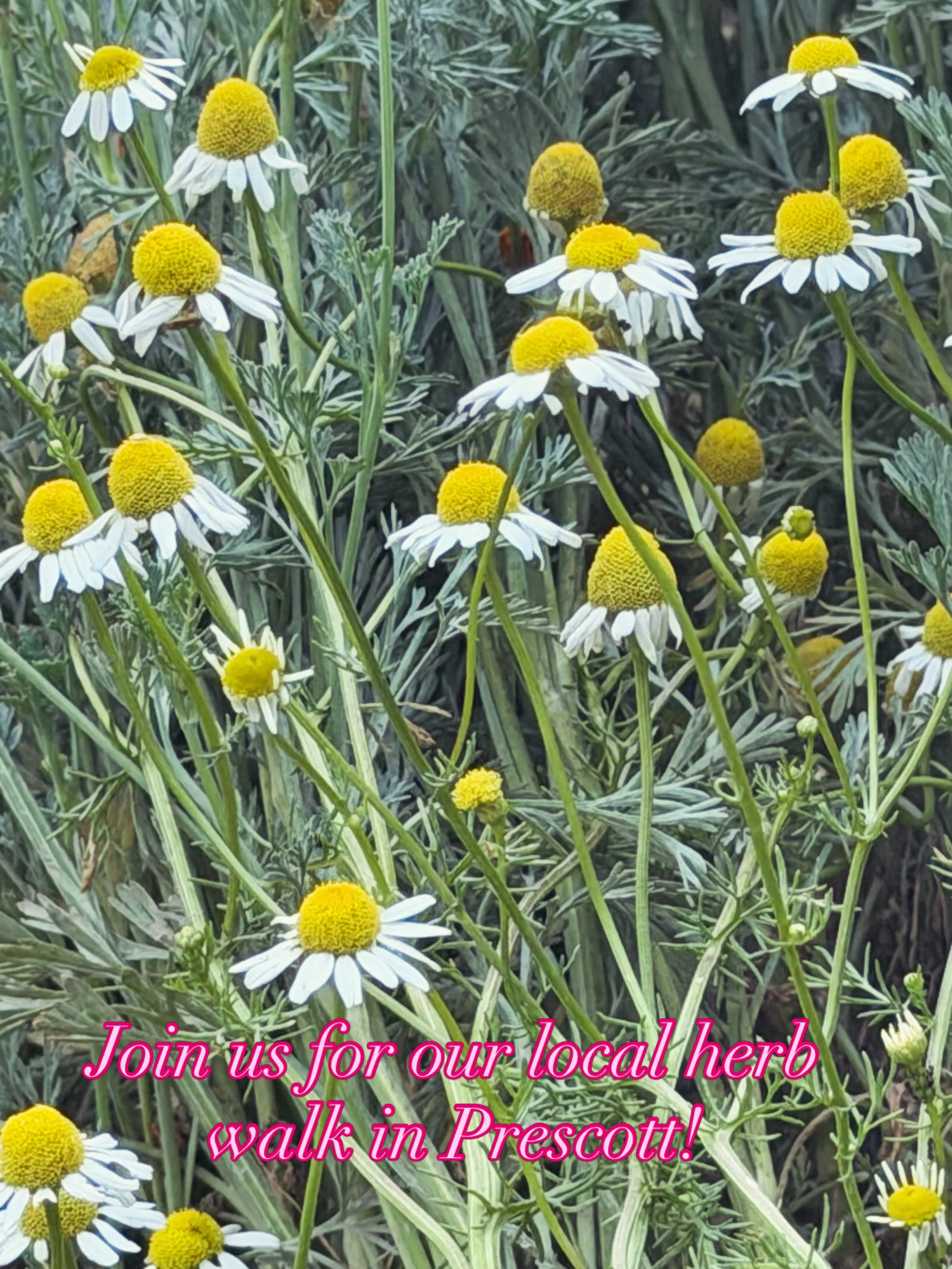 Join us June 12th from nine to one in Prescott for a fun herbal folklore walk and class. Learn local herbs to make remedies for your family. Go to my Stan store in my bio to grab your spot. Stan.store/ValerieWiesner #herbalfolklore #herballife #plant