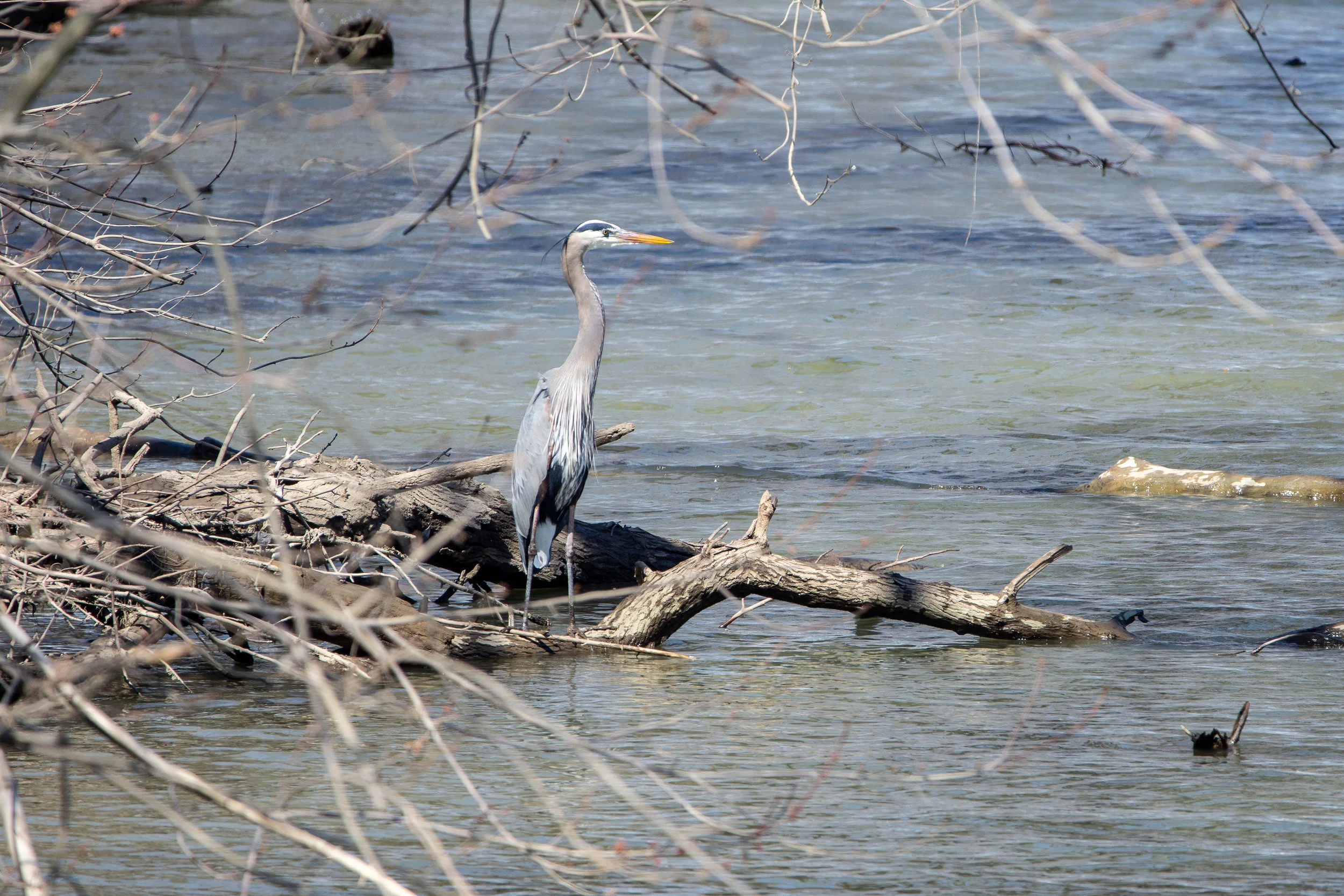 March 22, 2019. I went to the river at lunch to try and see what I might photograph. The sun was harsh and getting a pleasing color to the photo was difficult. I did get to capture this heron. I had what I thought was an amazing photo of it flying into the position you see here, but ultimately the photo was lacking in detail and seemed to have some blur, particularly on the bird’s face. But, I did get this and a few other photos. So, I guess I was working on “making the best of what I got” in trying to get a decent photo in challenging light. I also am trying to work on my Lightroom and Photoshop skills with this set. I had some great photos of this heron in another location, but there are beer cans and litter surrounding it (I hate litter). Anyway, I am finding I am becoming quite fond of photographing birds. There is some majestic about them and capturing them is quite thrilling.