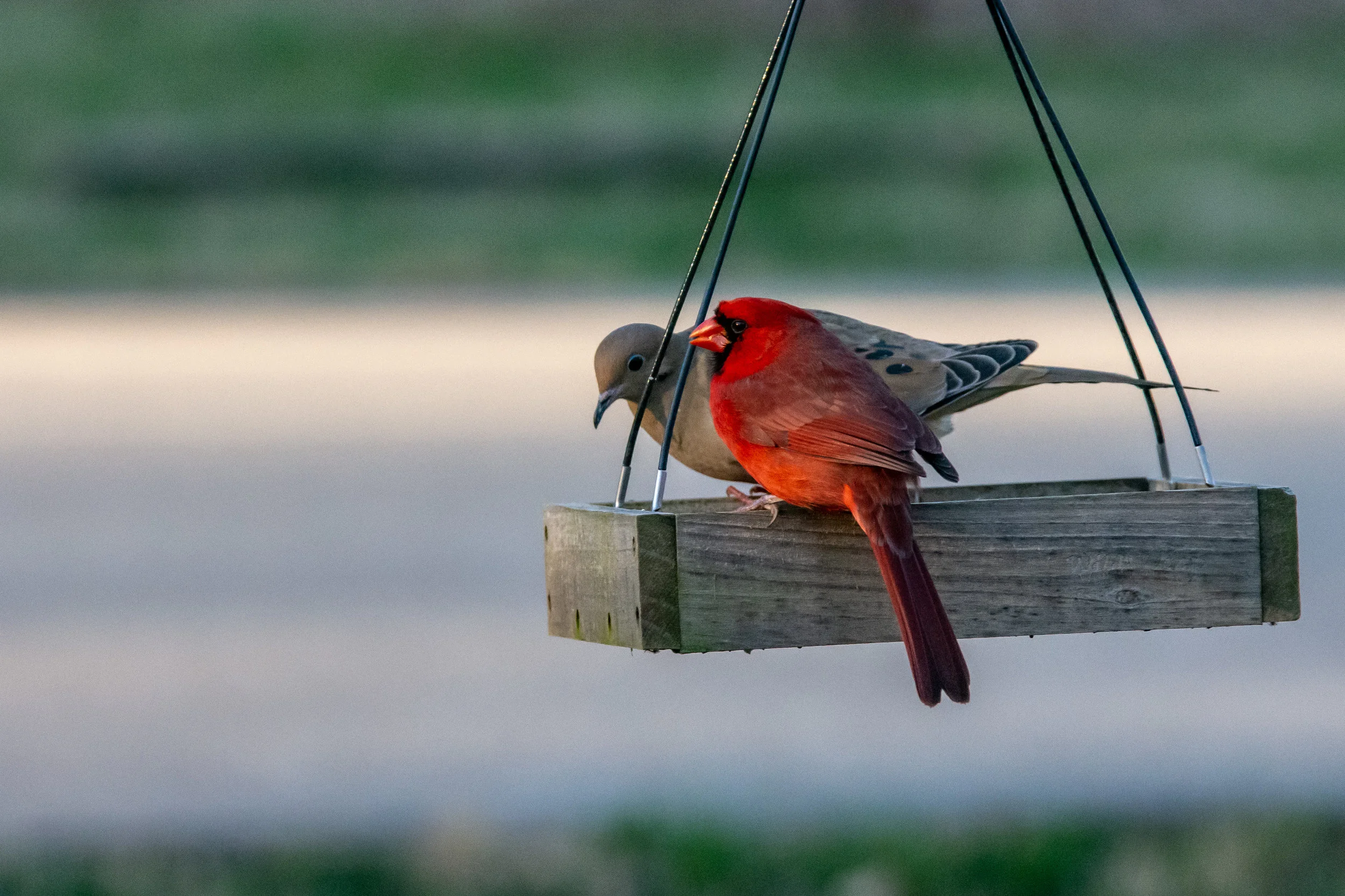 March 31, 2019. Okay several days without a photo. Work has kept me from getting out to do anything meaningful. But I have been working in improving my bird photography at the feeders by my house. While I am still struggling to get birds in flight, I have been getting better at focus on birds. Also, I am working on some editing to improve the finish product.