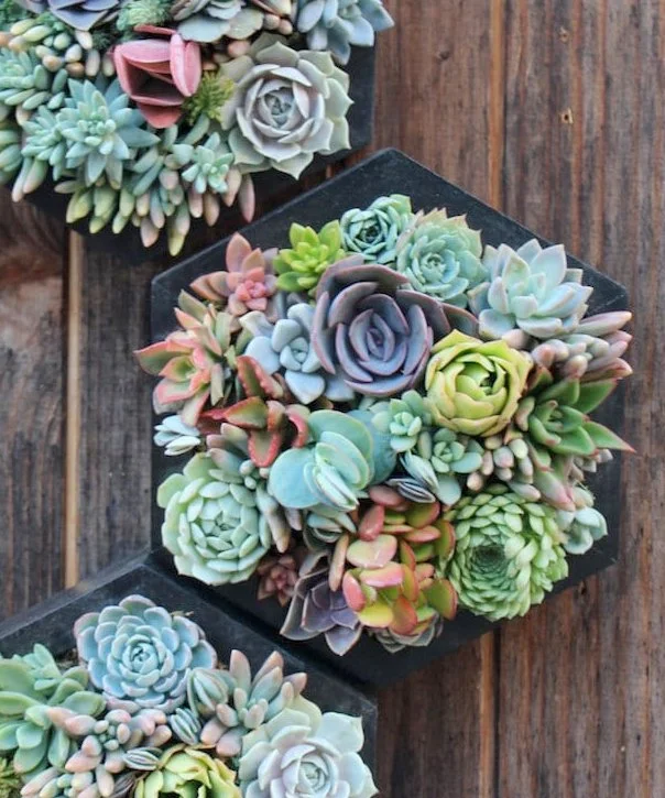 Succulent Planter Private Workshop