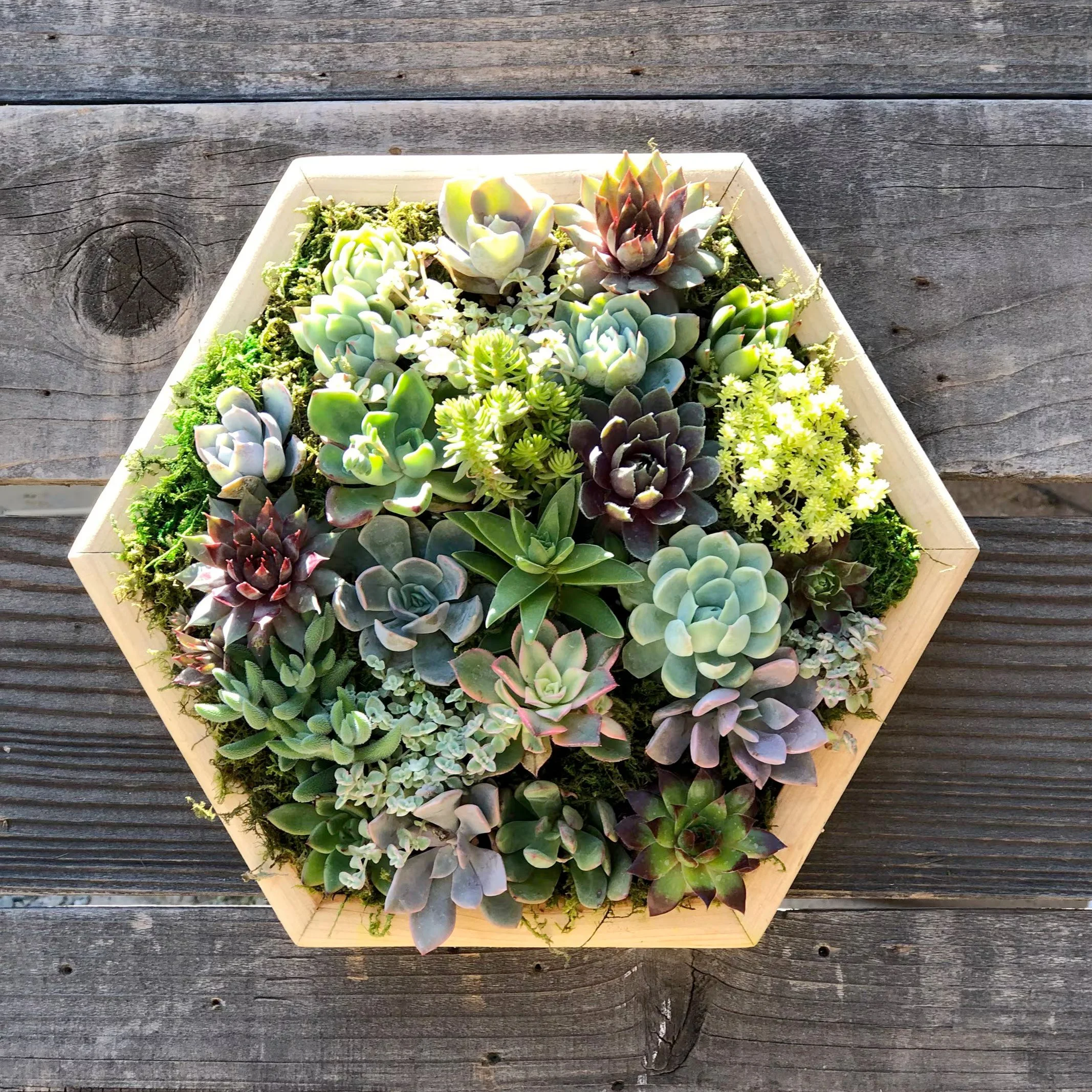 succulent_planter.jpg