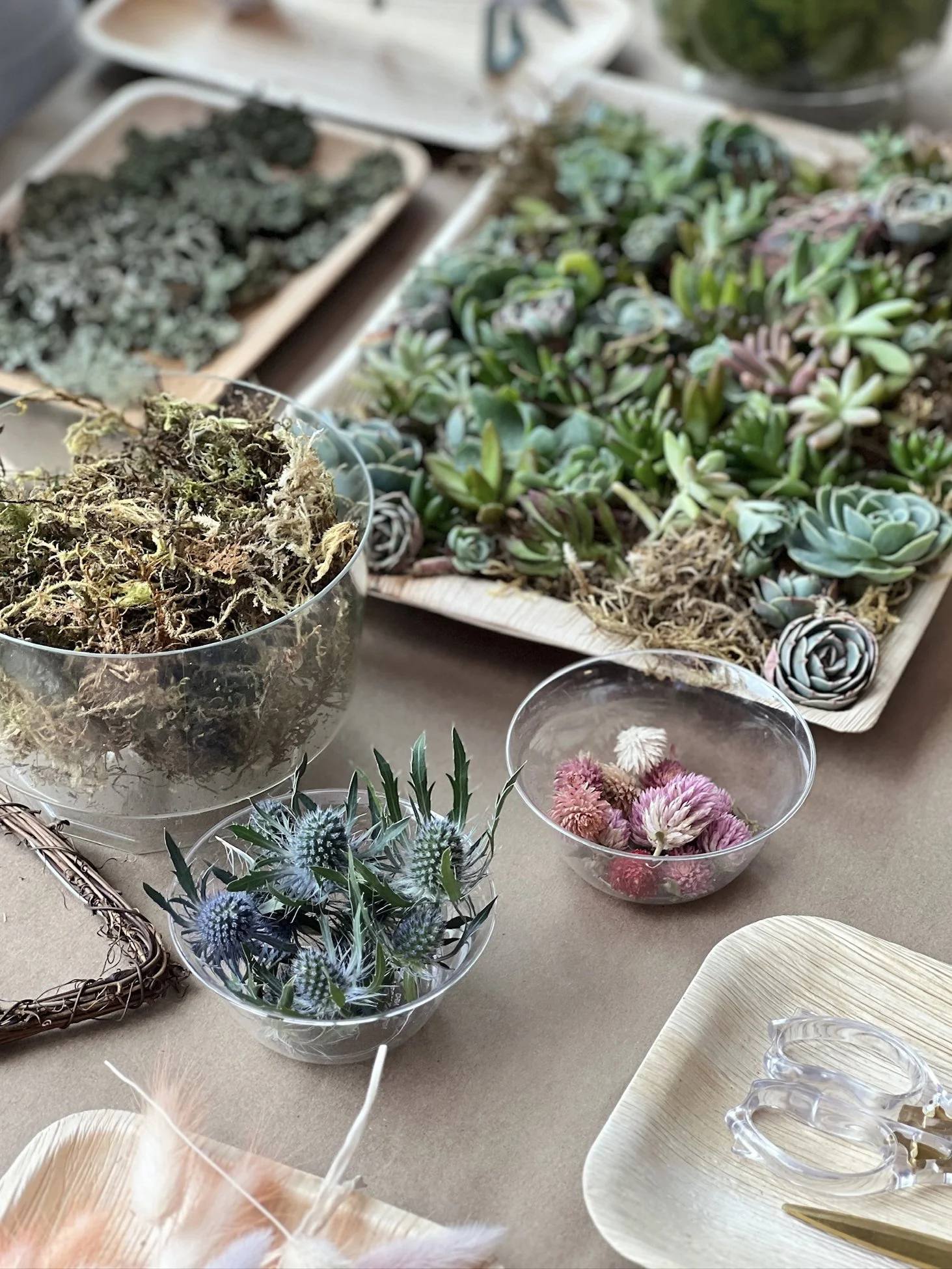 succulents.jpg