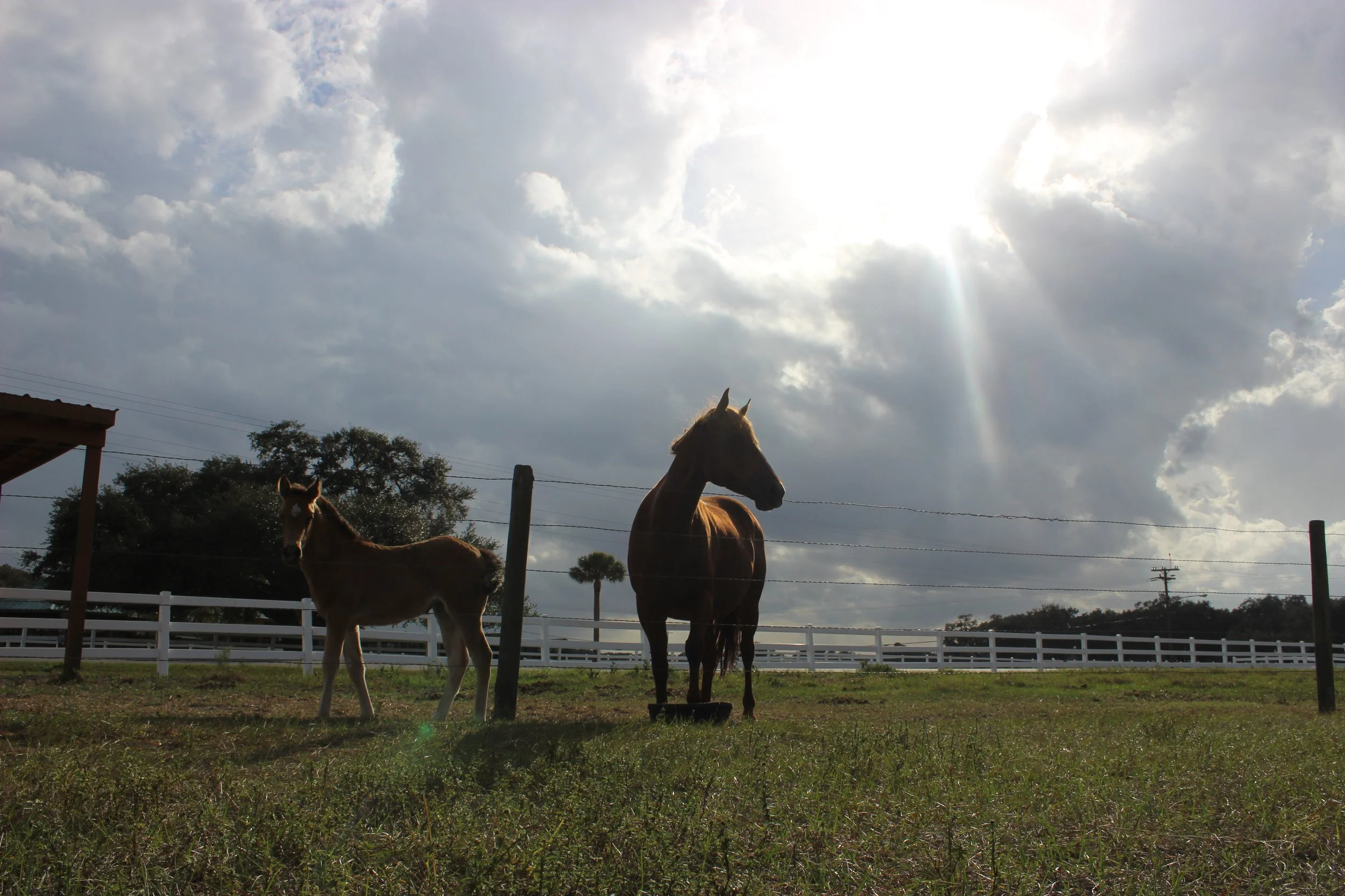 Horses on a ranch in Lake Wales, Fla.