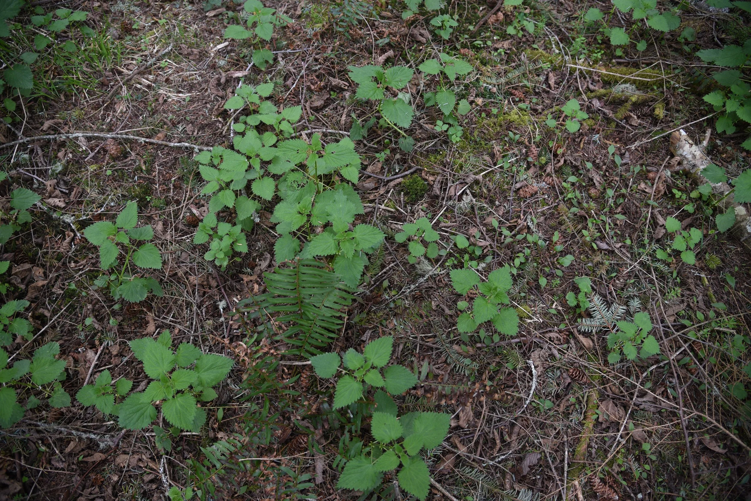 GFP-Nettles66.jpg