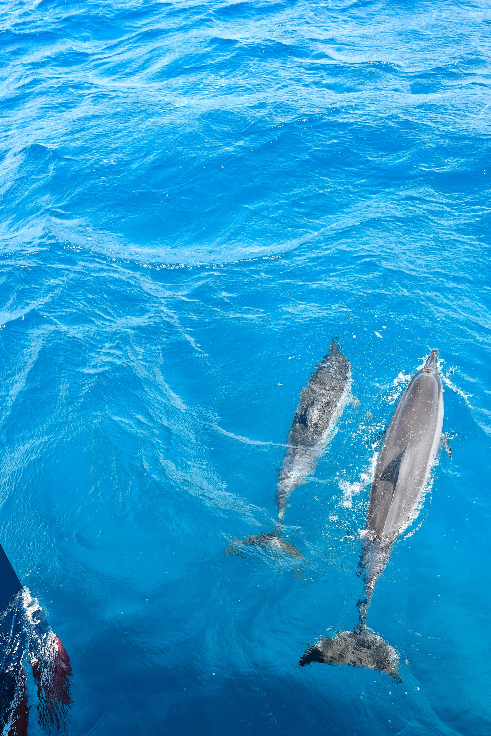 dolphins Orchard 0216.jpg