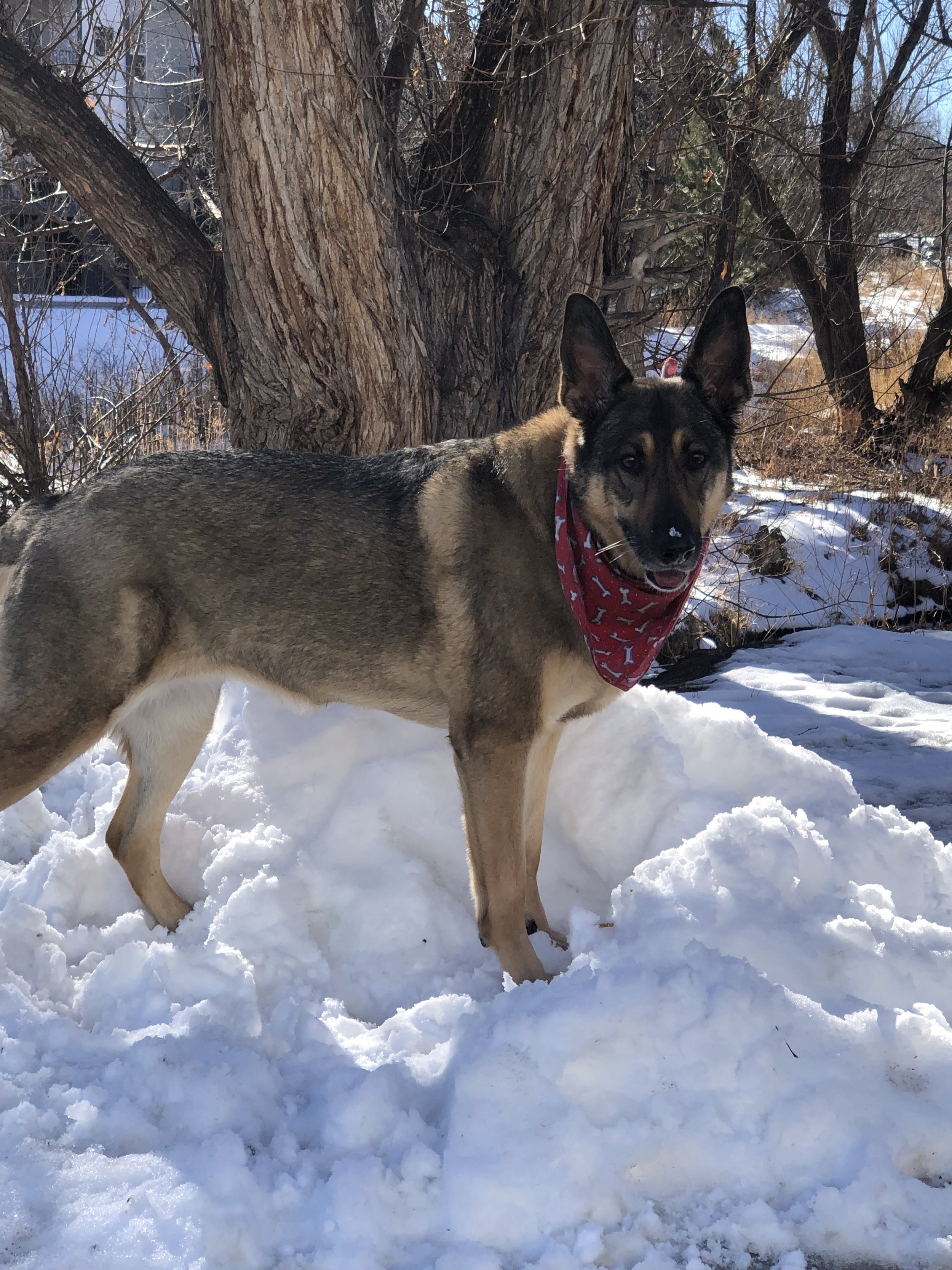 Zoey - German Shepard