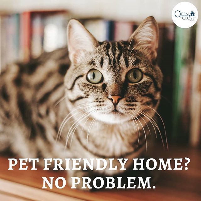 We know your furry family 🐕🐈 member is important to you &amp; it can be tough navigating the world of &quot;pet policies&quot;, we'd love to be of service. Whether you're looking for that ocean front condo or the single family home with a yard for 
