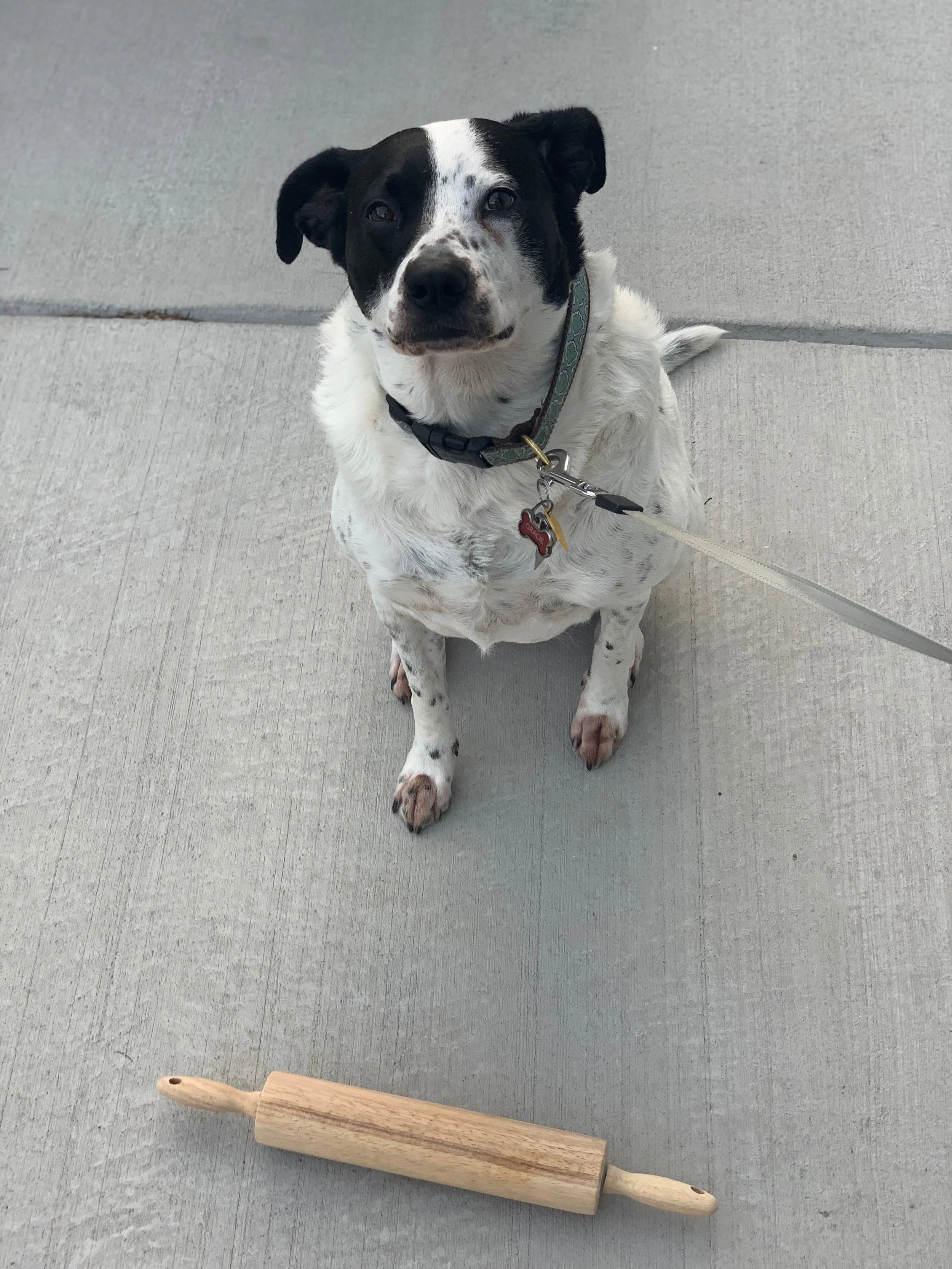 Gracie2.jpg