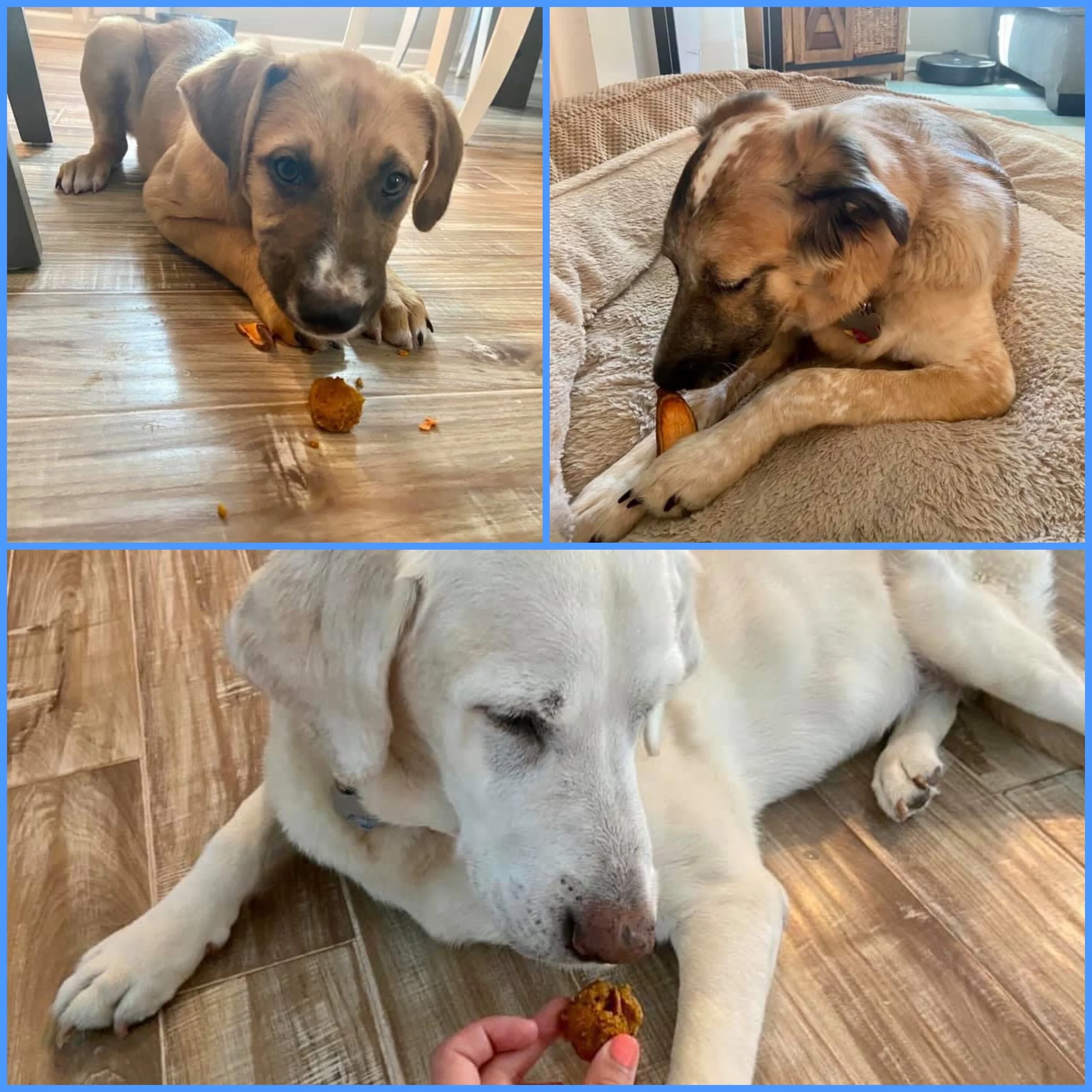 How cute is this trio? Rita, Betty and Abby, all adopted from Lakeside Animal Rescue, love to relax and enjoy our treats. Betty’s intense focus on that sweet potato chew may be our favorite thing! Mom tells us she loves to savor her treats so she to…