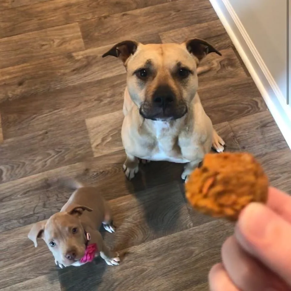 Look at these two good girls!  They may be different sizes but these sisters, Stella and Dot loved our pumpkin carrot balls just the same.  Stella gobbled them up in one bite and Dot enjoyed little puppy nibbles!
