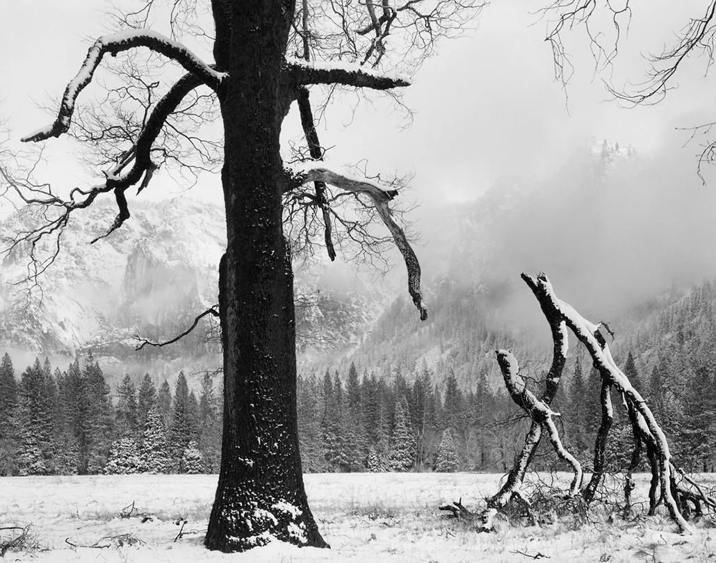 John Sexton  Black Oak, Fallen Branches, Yosemite, CA, 1984”  16”x20” silver gelatin print  Signed and dated in pencil on recto. Stamped, titled, dated on verso.