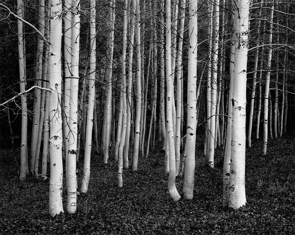 John Sexton  ”Aspens, Dusk, Conway Summit, California, 1978”  16”x20” silver gelatin print  Signed and dated on verso. Stamped, titled and dated on recto.