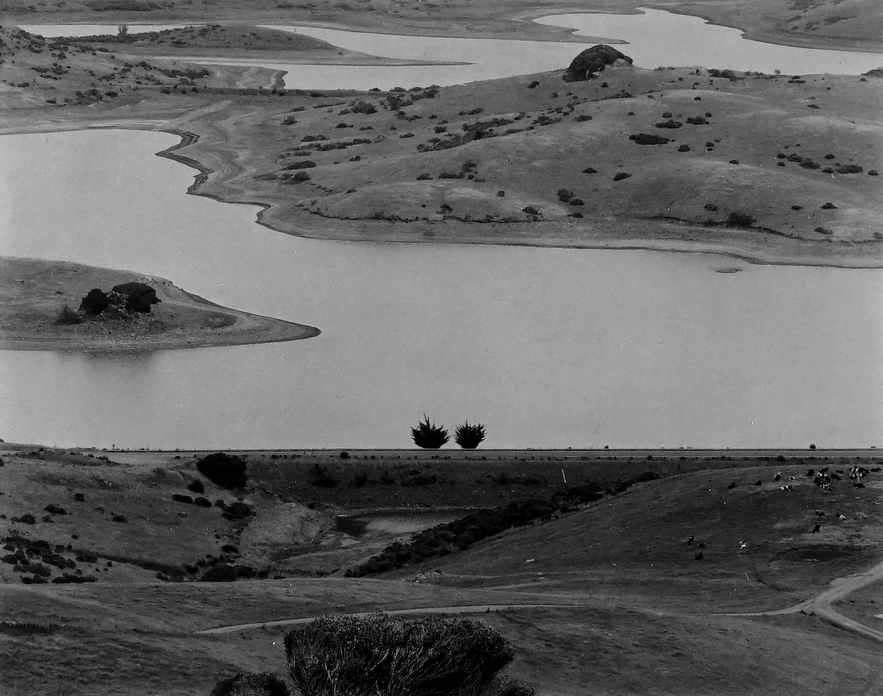  Paula Chamlee  “Near Nicasio, California, 1990”  4”x5” silver gelatin contact print  Signed, dated in pencil on recto. Titled, dated and numbered on verso. 