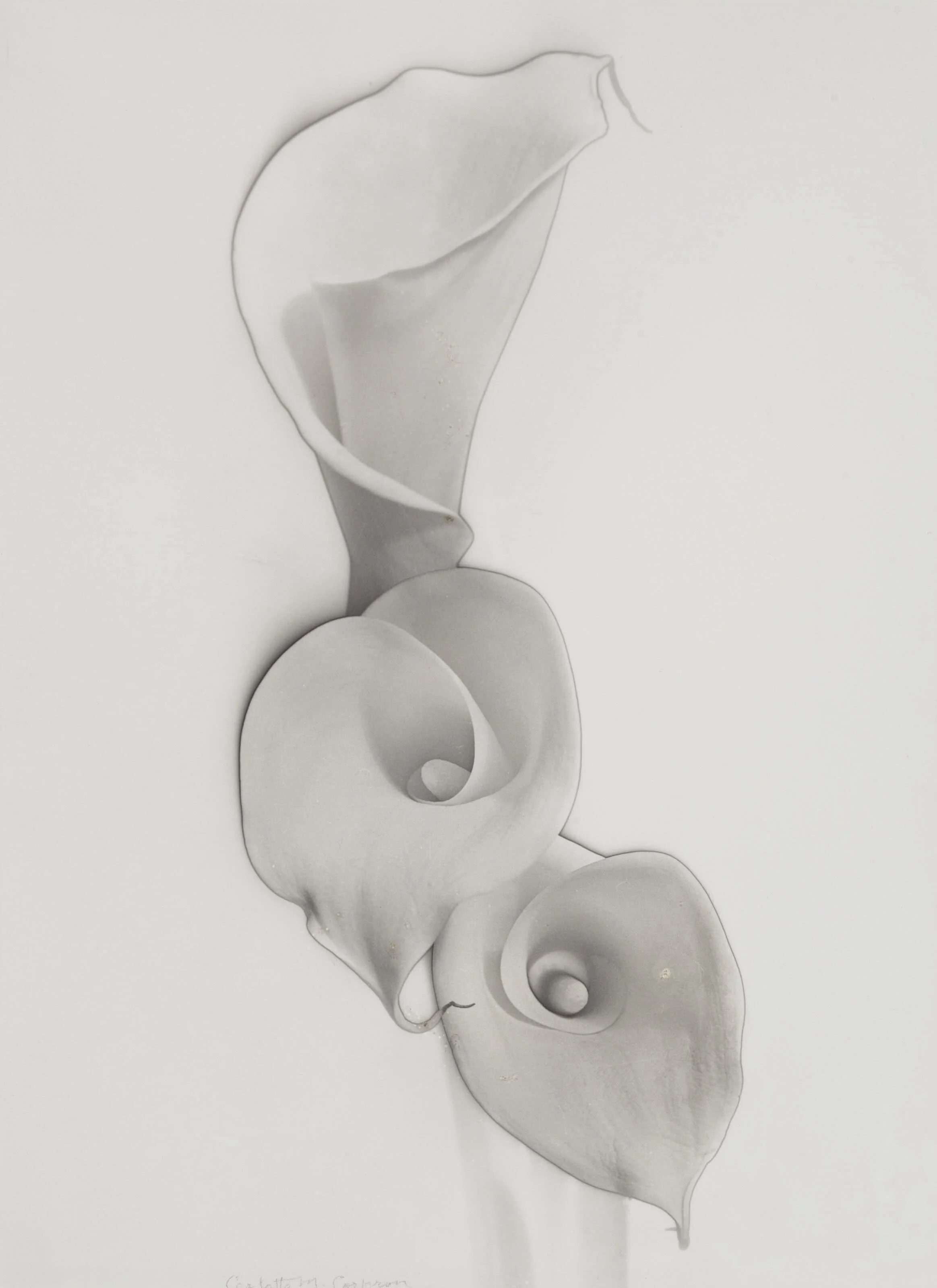 Carlotta Corpron  “Solarized Calla Lilies, 1948” (Printed later)  11”x14” solarized gelatin silver print  Signed and dated in pencil on mount.