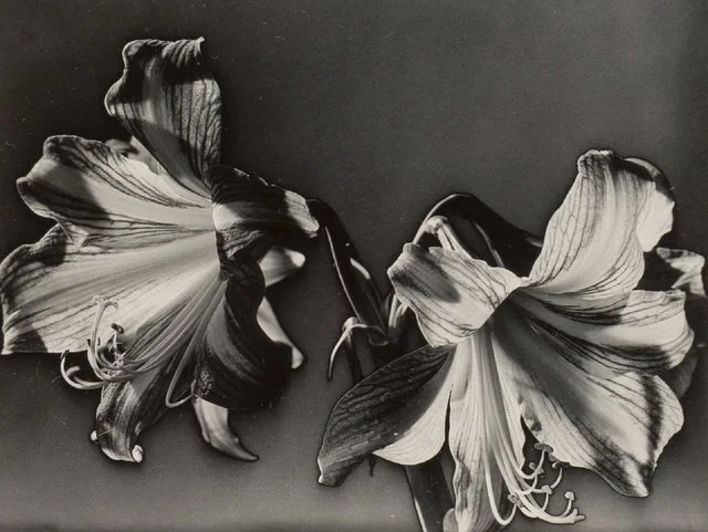 Carlotta Corpron  Solarized Flowers, 1940  3”x4” vintage solarized gelatin silver print  Signed in pencil on mount