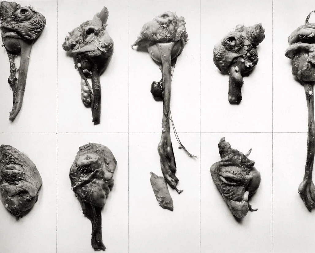 Frederick Sommer  ”Eight Young Roosters, 1938” (Printed later)   8”x10” silver gelatin print   Signed, titled and dated in pencil on mount verso.