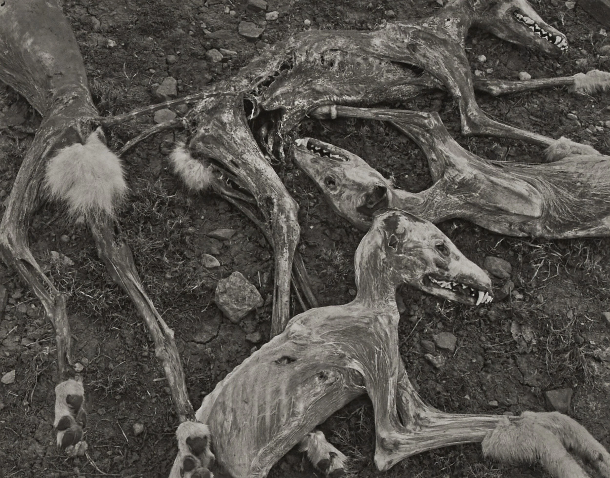 Frederick Sommer  ”Coyotes, 1945” (Printed later)  8”x10” silver gelatin contact print  Signed, titled and dated in pencil on mount verso.