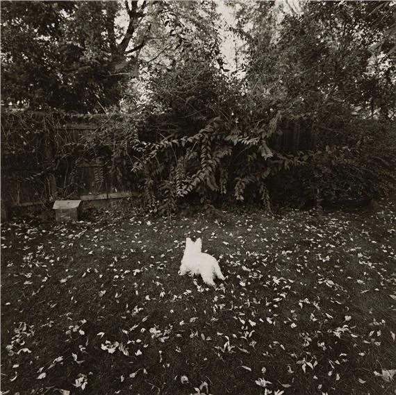  Robert Adams  “Sally in the Backyard, Longmont, Colorado, 1985”  8”x10” silver gelatin print  Signed and dated in pencil on verso 