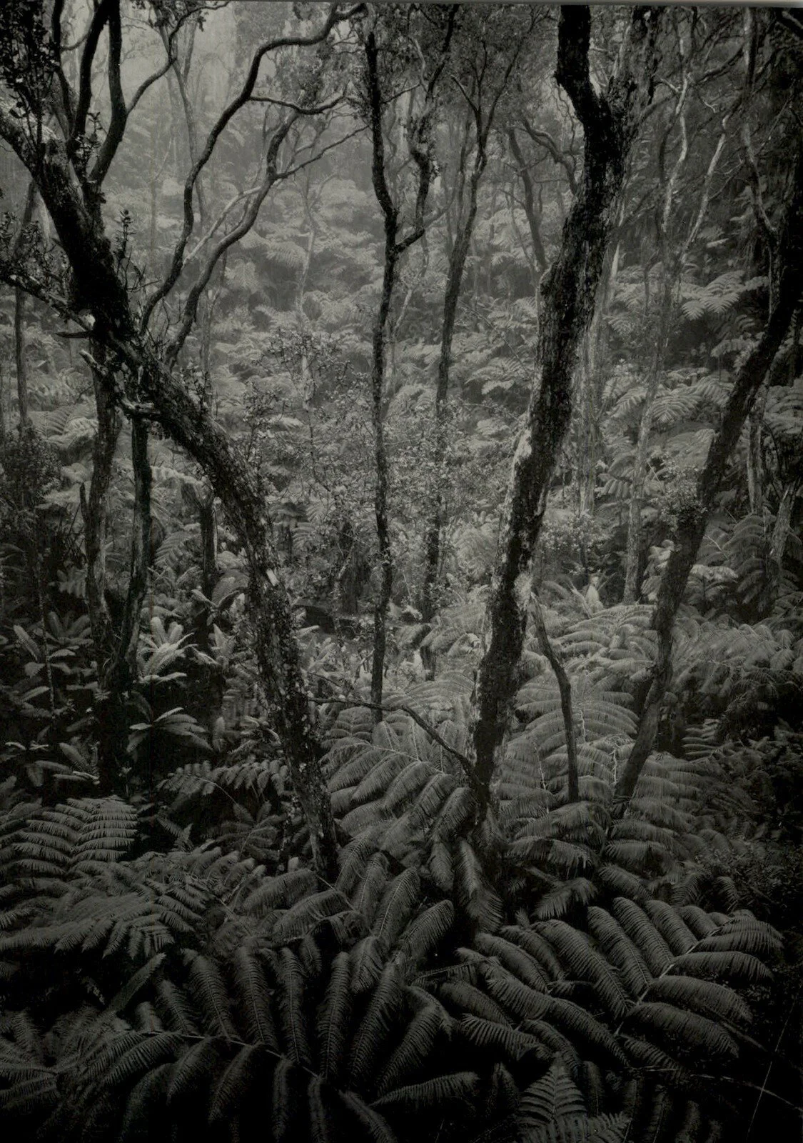  Ansel Adams  “ Fern Forest, Kilauea, Hawaii National Park, 1948” Vintage Print   6”x9” vintage silver gelatin print  Signed in pencil on mount 