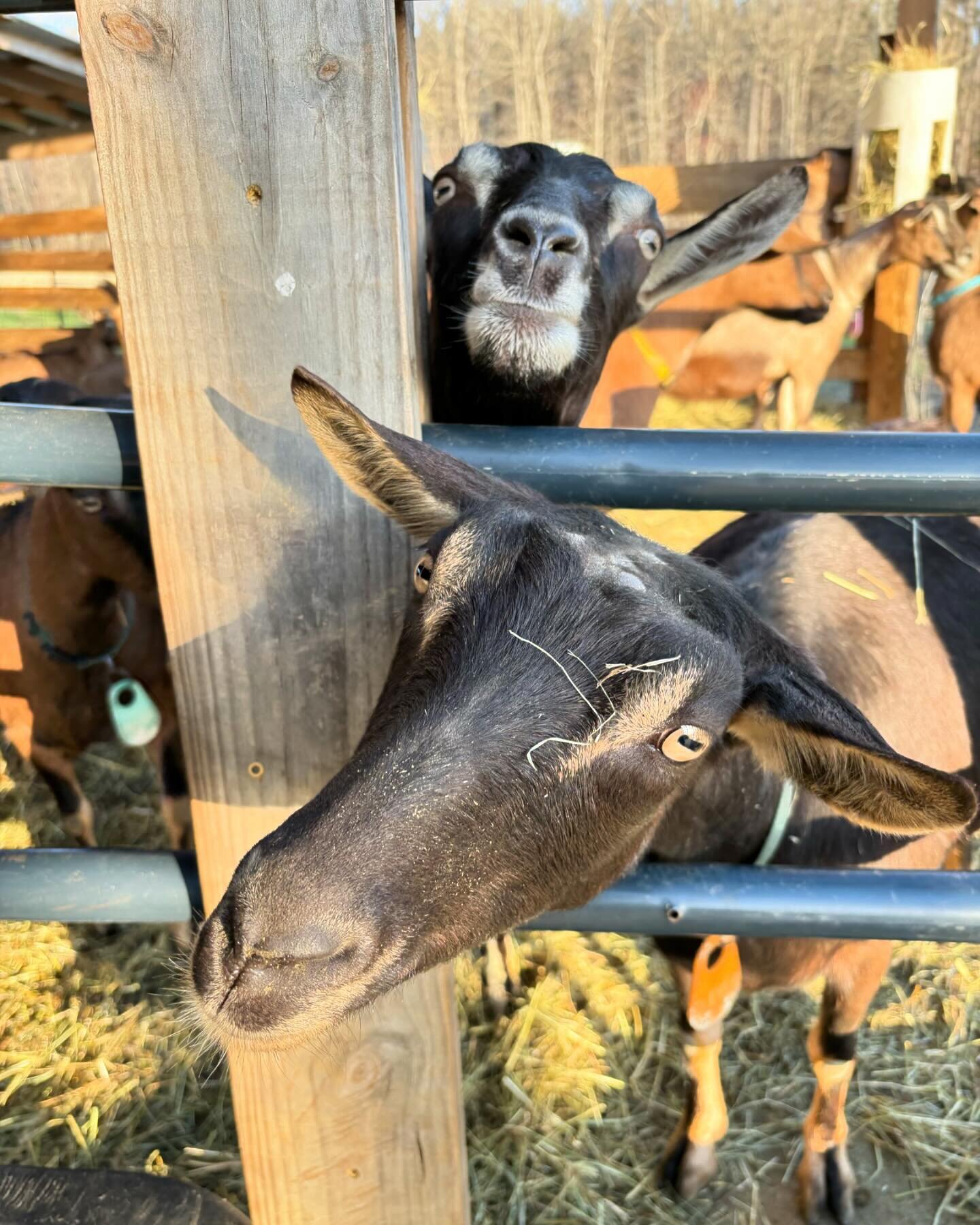 Sweet goats @boxcarrfarms #farmstead #farmsteadgoatsmilk #farmsteadgoatsmilkcheese #smallbusiness #localbusiness
