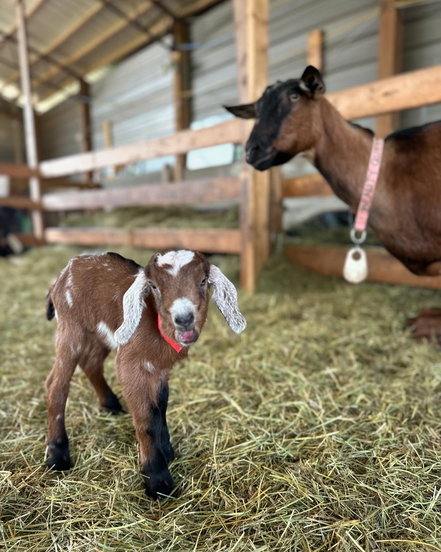 Happy Mother&rsquo;s Day to all the mamas, mother figures and goat mamas out there! 🩷. We have finished kidding and still have some sweet baby goats left for sale. May be your mom wants a fuzzy baby goat for Mother&rsquo;s Day. ❤️🩷DM Dani at boxcar