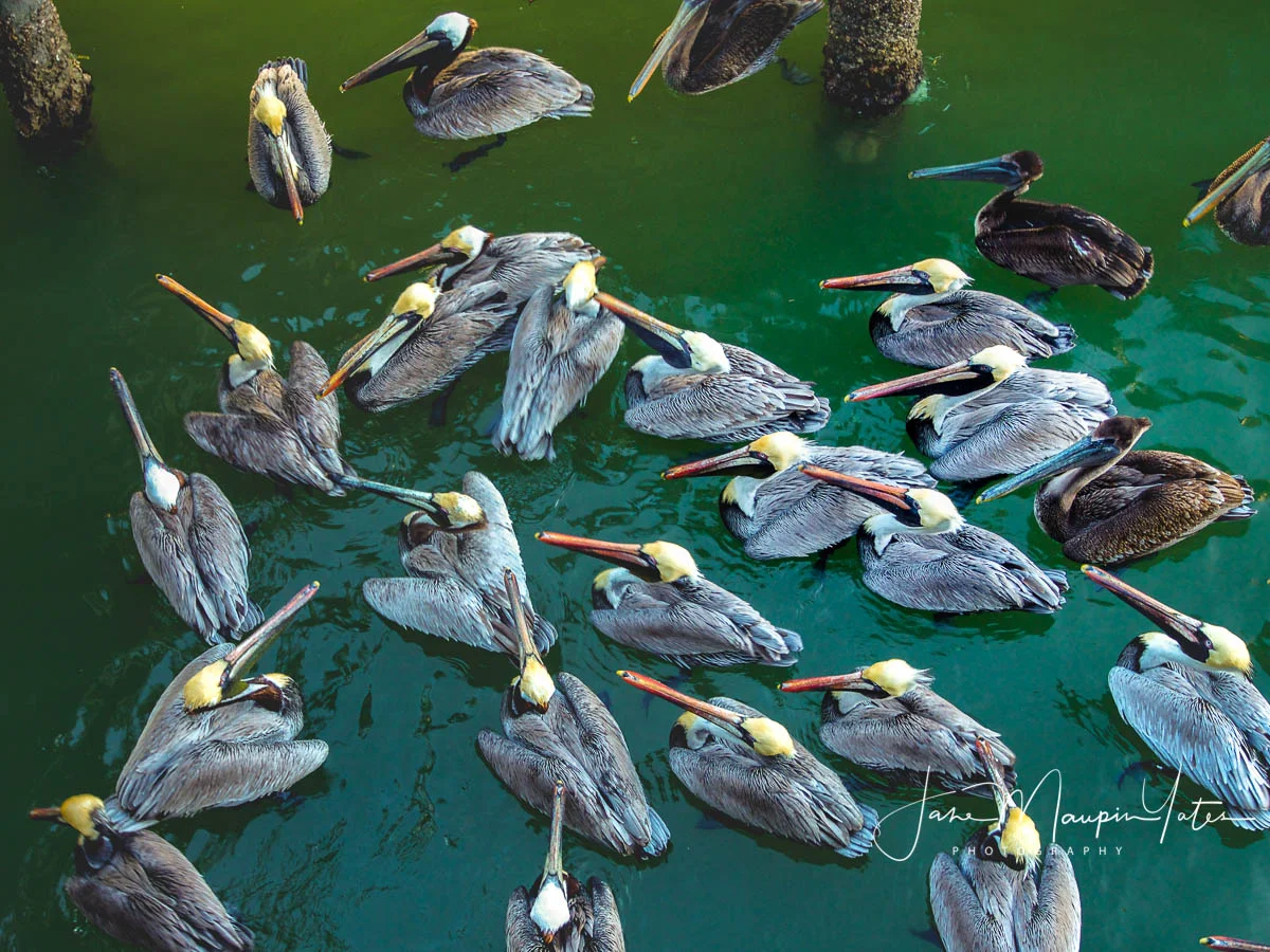 Pelican-Pod-.jpg