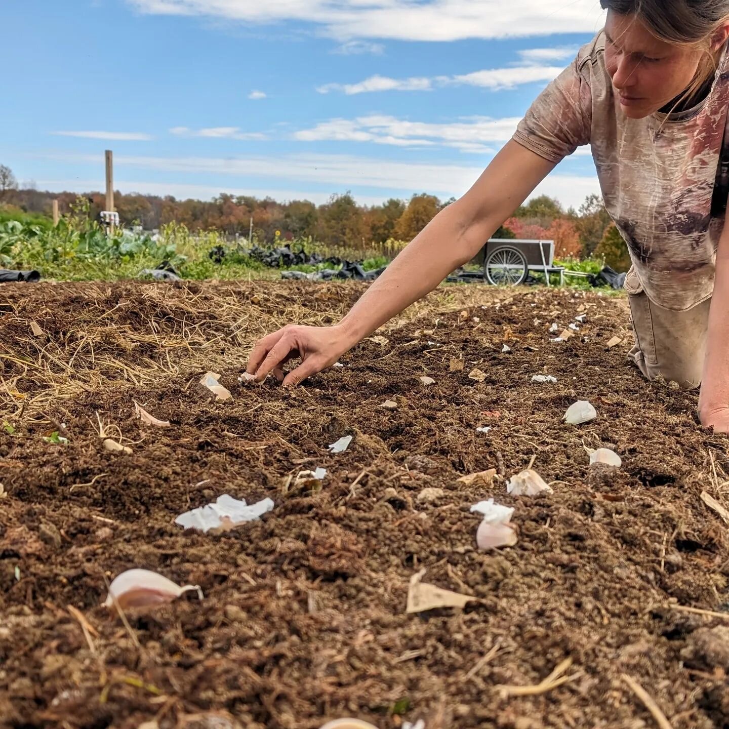 It seems surreal to post about farming right now. Planting garlic is such a definitive and hopeful time of the season. It marks a change, the nearing of the end of the season, the promise of the next. I wonder what the world will look like at harvest
