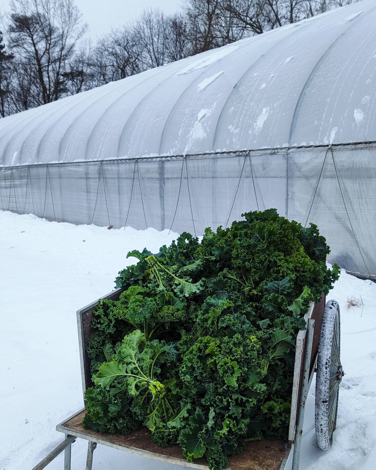 Brrrrrr this week's veggies are brought to you by cold fingers and dedicated farmers. And they taste all the sweeter. 

See you tomorrow, Brooklyn. Loaded with the winter bounty. 

#winterveg #wintermarkets #orangecountyny #certifiedorganic #carrollg