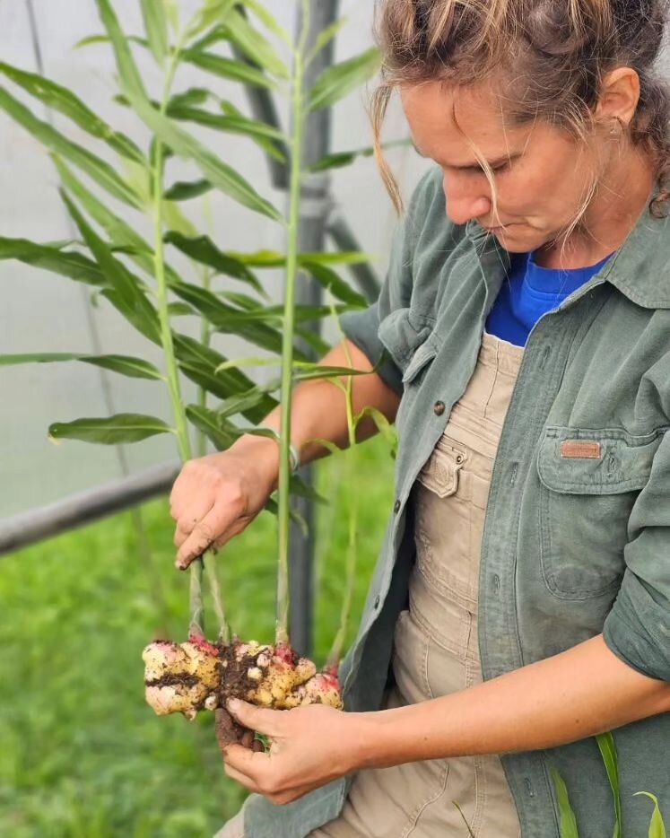 An eagerly anticipated new crop, locally grown fresh ginger is finally ready and coming to all weekend markets. 

#ginger #certifiedorganic #farmerssmarket #seasonaleats #slowfoodhudsonvalley #realorganic