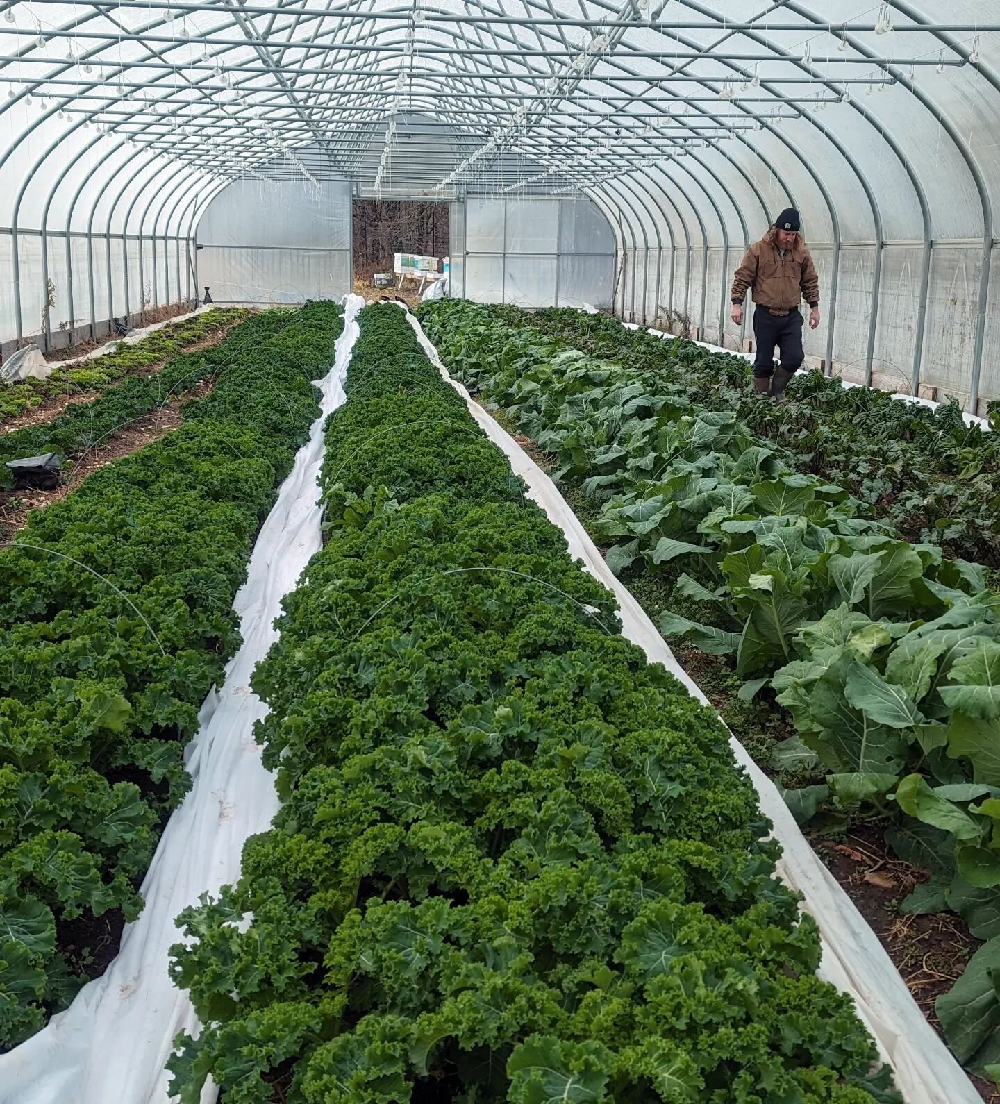 Market Update: our tunnels are exploding with greens and roots for as many winter Carroll Gardens Greenmarkets as we can muster! We will be there for the following dates in December:
12/10
12/17
returning in January and if all goes well potentially e