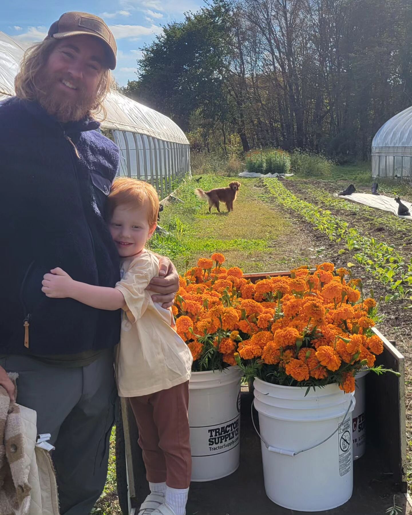 All my marigolds 🧡