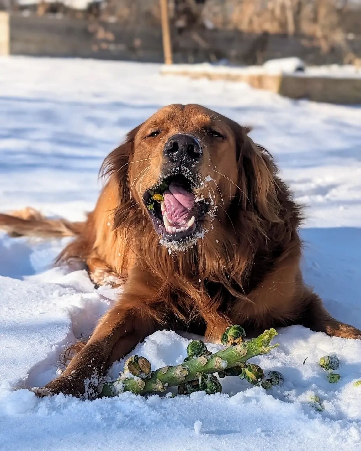 Winston's brussel sprouts top tip: grab the ones that have frozen on the compost pile for extra crunch and eat them in the snow. 

How do you like yours? 

#brusselsprouts #certifiedorganic
#slowfoodhudsonvalley #realorganic #farmdog #seasonaleats #w