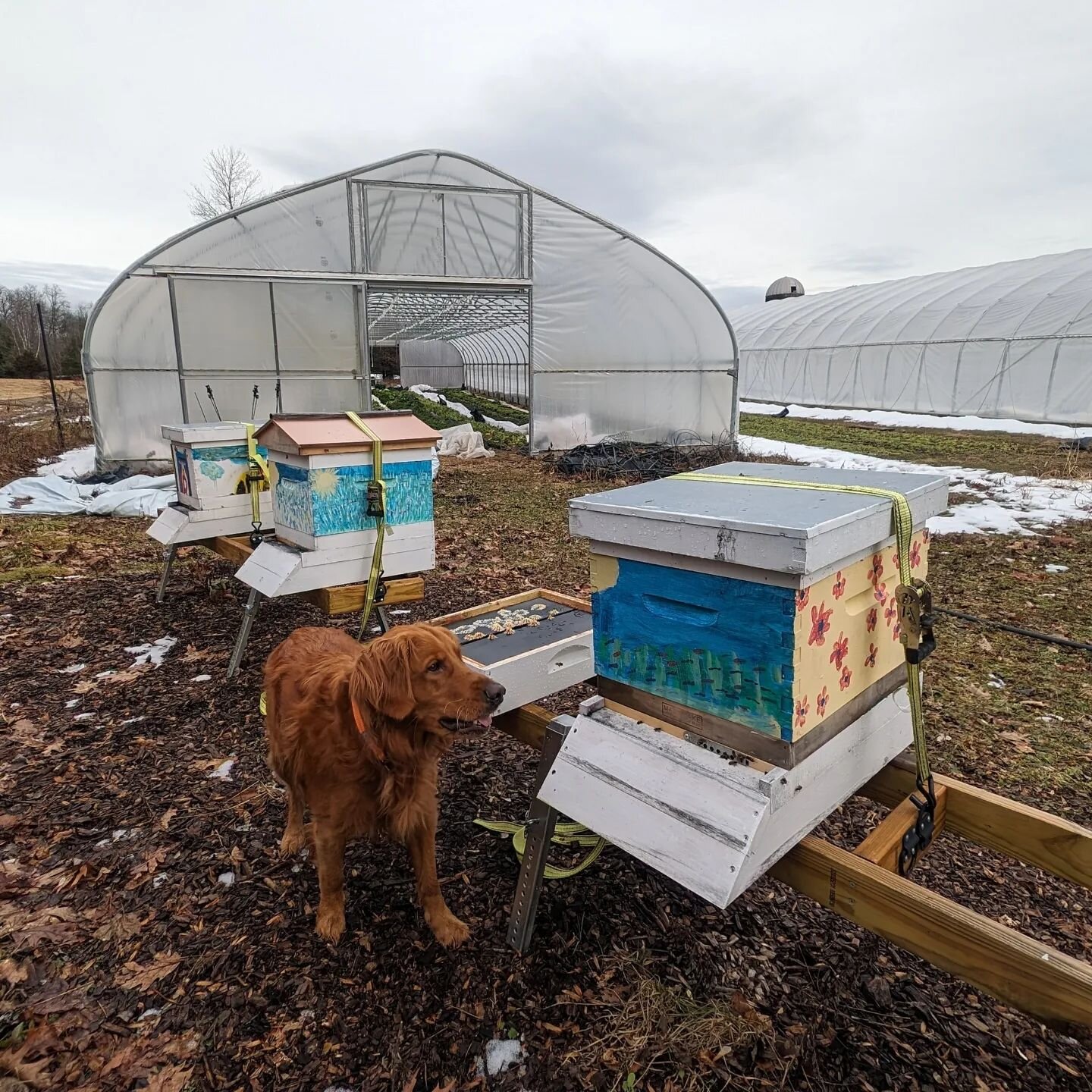 Honey bees are a wonderful addition to the farm. Winston and I regularly find ourselves at the hives, checking on them, watching the bees' comings and goings, hovering around Mike @larkhoneyco while he is doing his thing and graciously explaining his