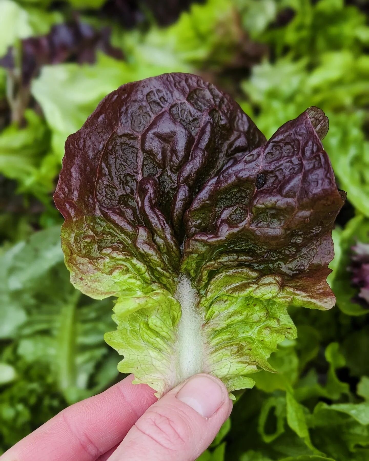 Cold and wet harvest days followed by a cold and wet market day won't stop us getting these vibrant and tasty salad greens to you. Get your thermals, brollies and macs ready for a rainy market tomorrow. We will be there, and if our previous markets a