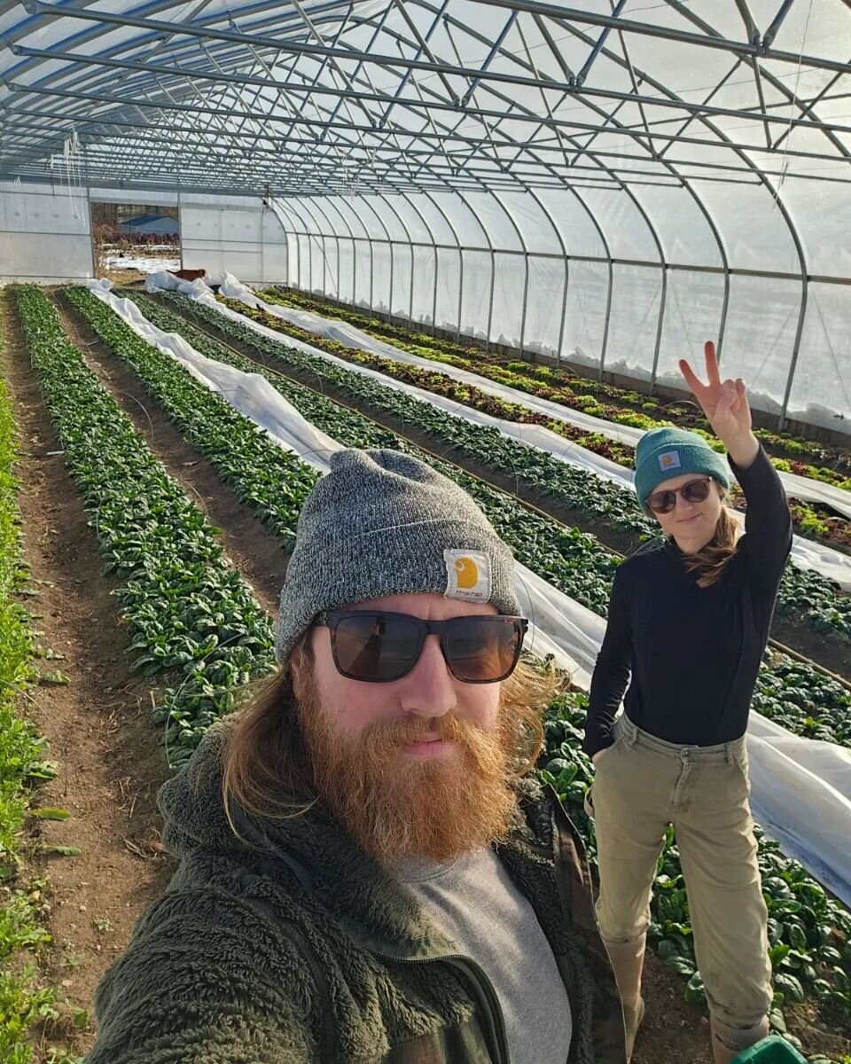 Some good news for you! We are back after a few weeks of winter rest, loaded with the most delicious spinach, salad greens, kale, chard, mustard greens, bok choy, cauliflower, carrots and more. Our high tunnels are pumping out the good good and it ha