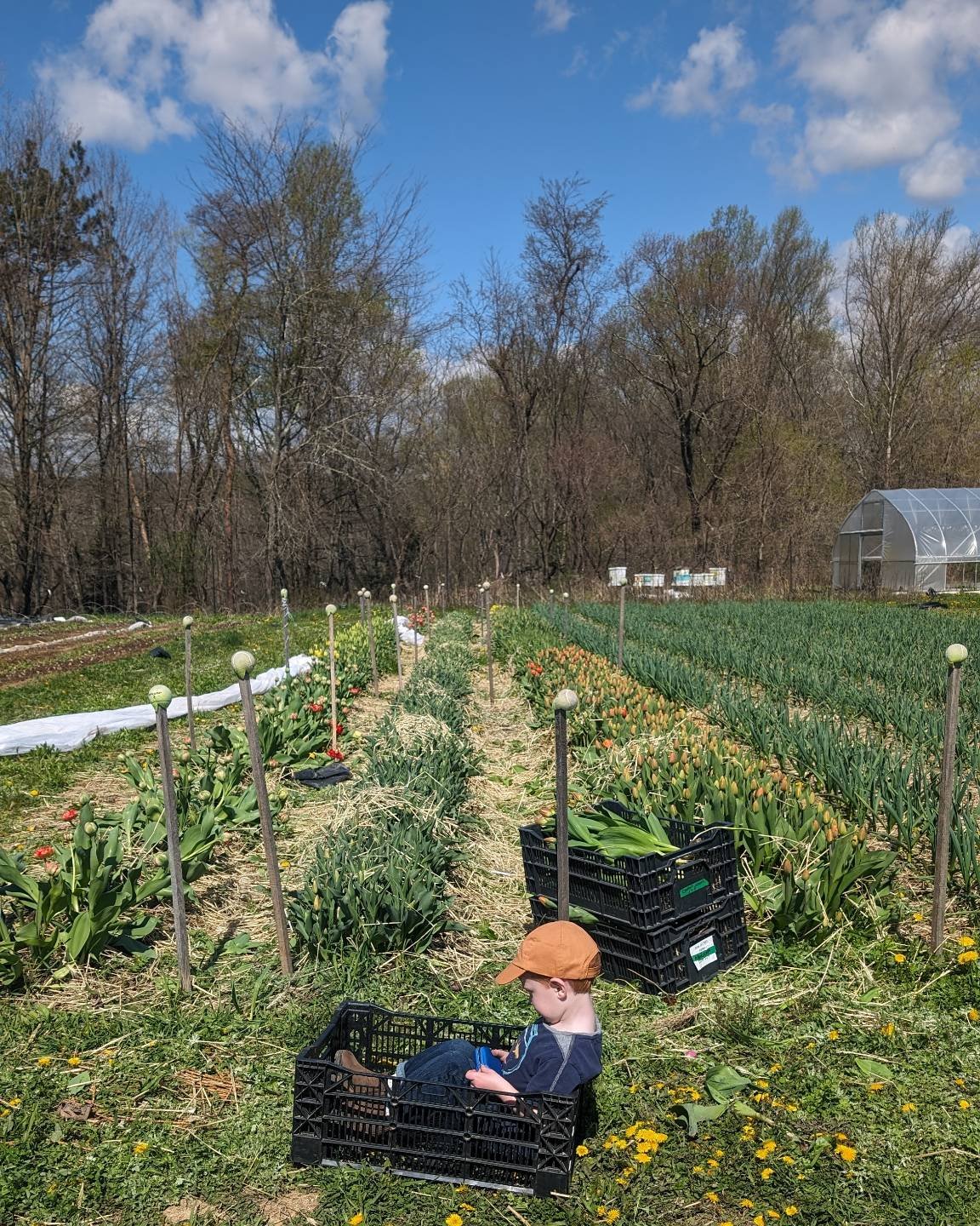 Sunny blue sky days have woken up the tulips and we've been busy harvesting lots of beauties for you. You can find our Hudson Valley grown, organic tulips this Sunday at Carroll Gardens for our first market back! Also available for pickup at the farm
